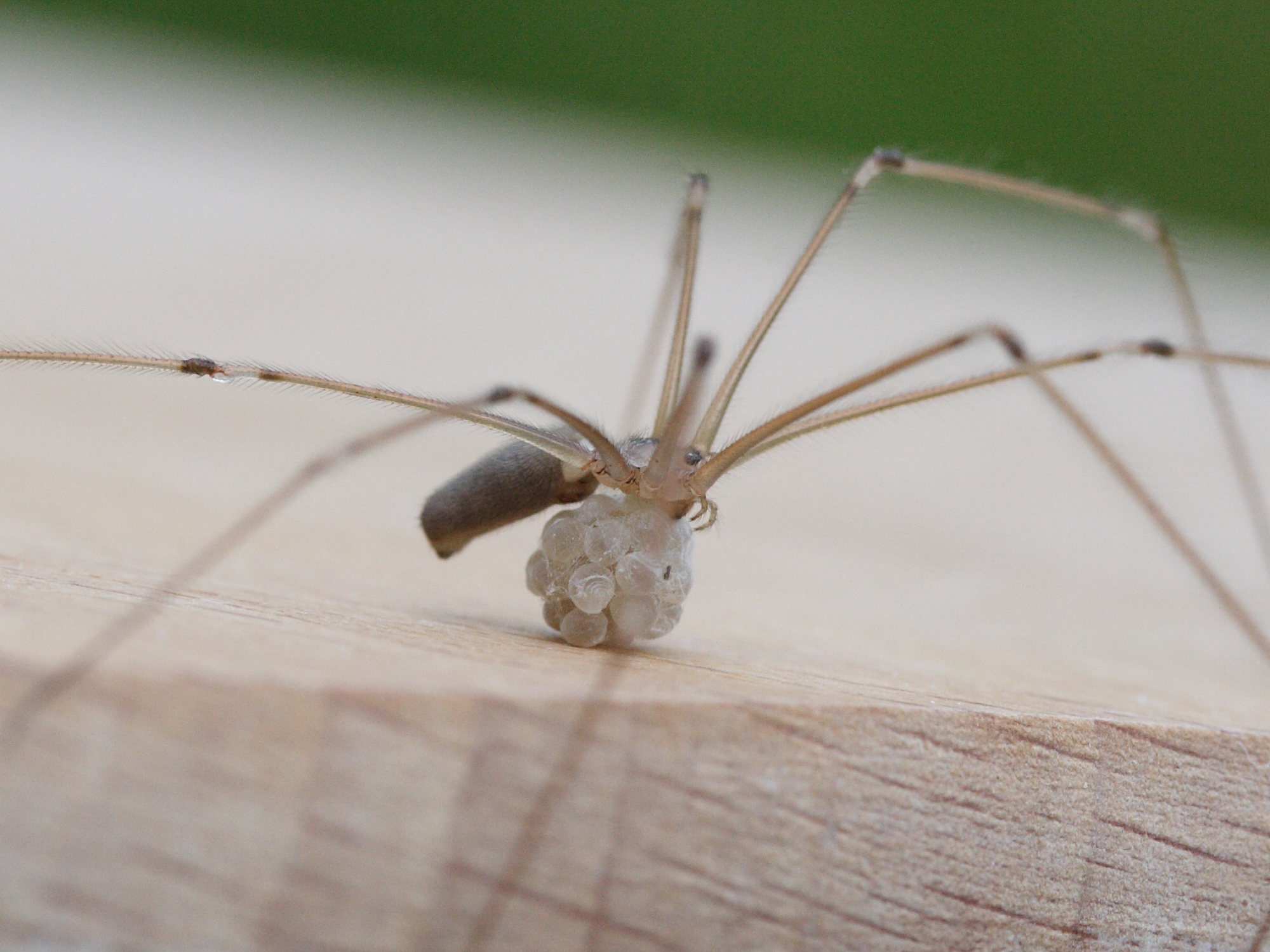Pholcus_phalangioides