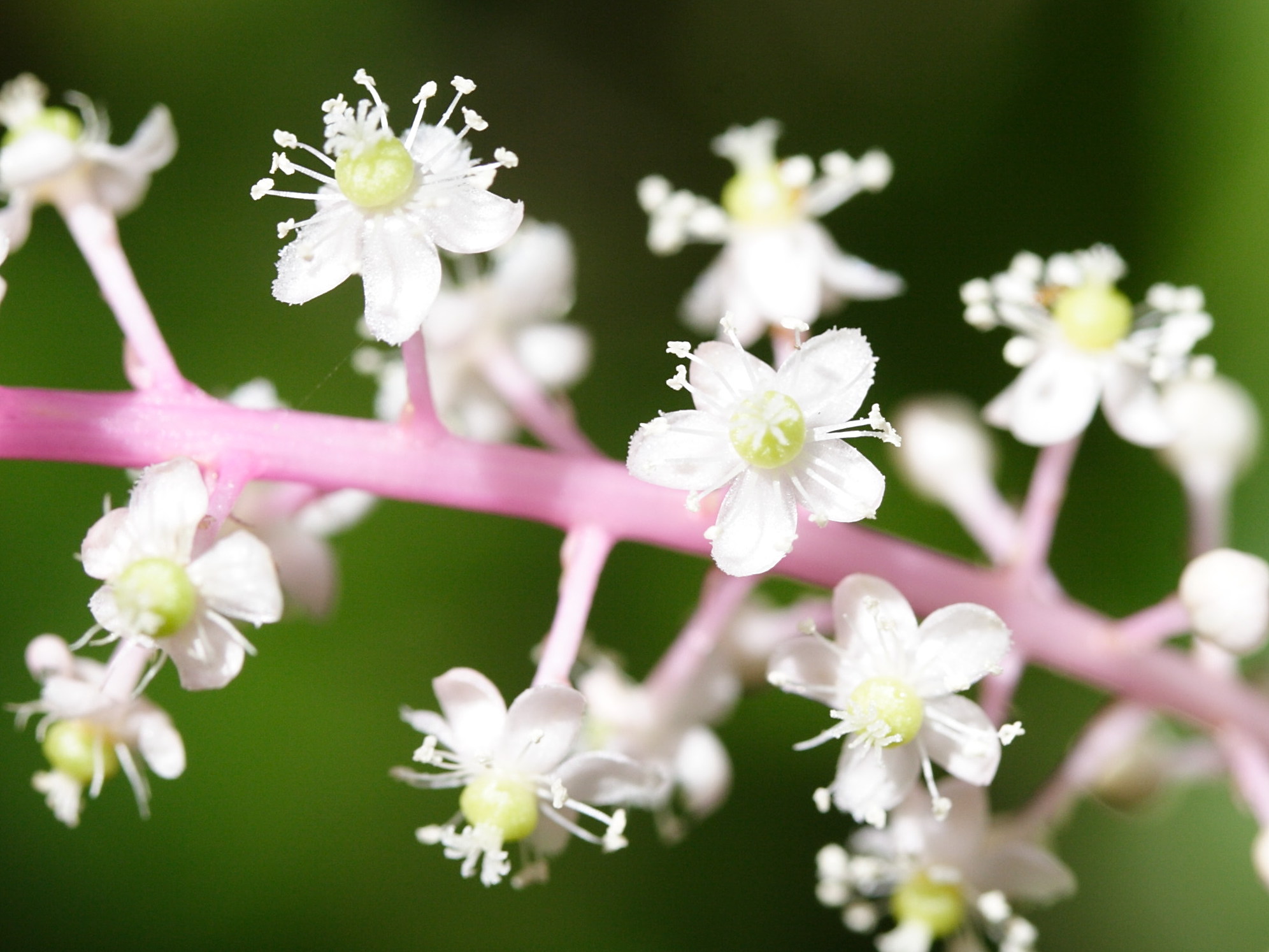 phytolacca_rivinoides2md