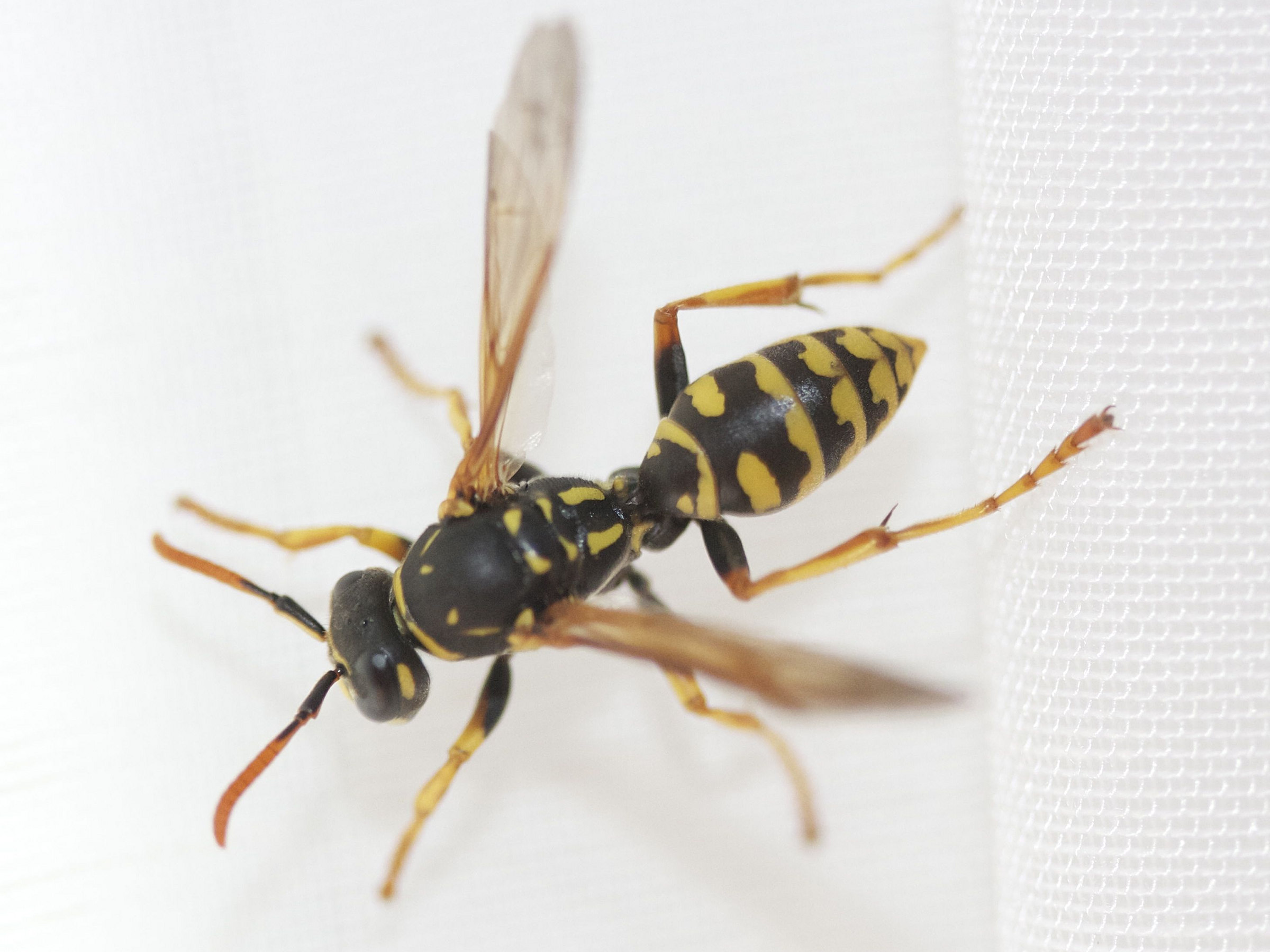 polistes_dominulus2md