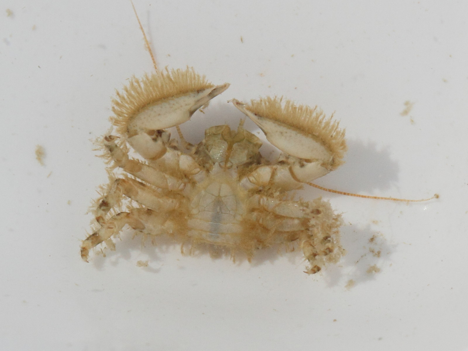 Afficher le média porcellana_platycheles5md porcellana_platycheles5md