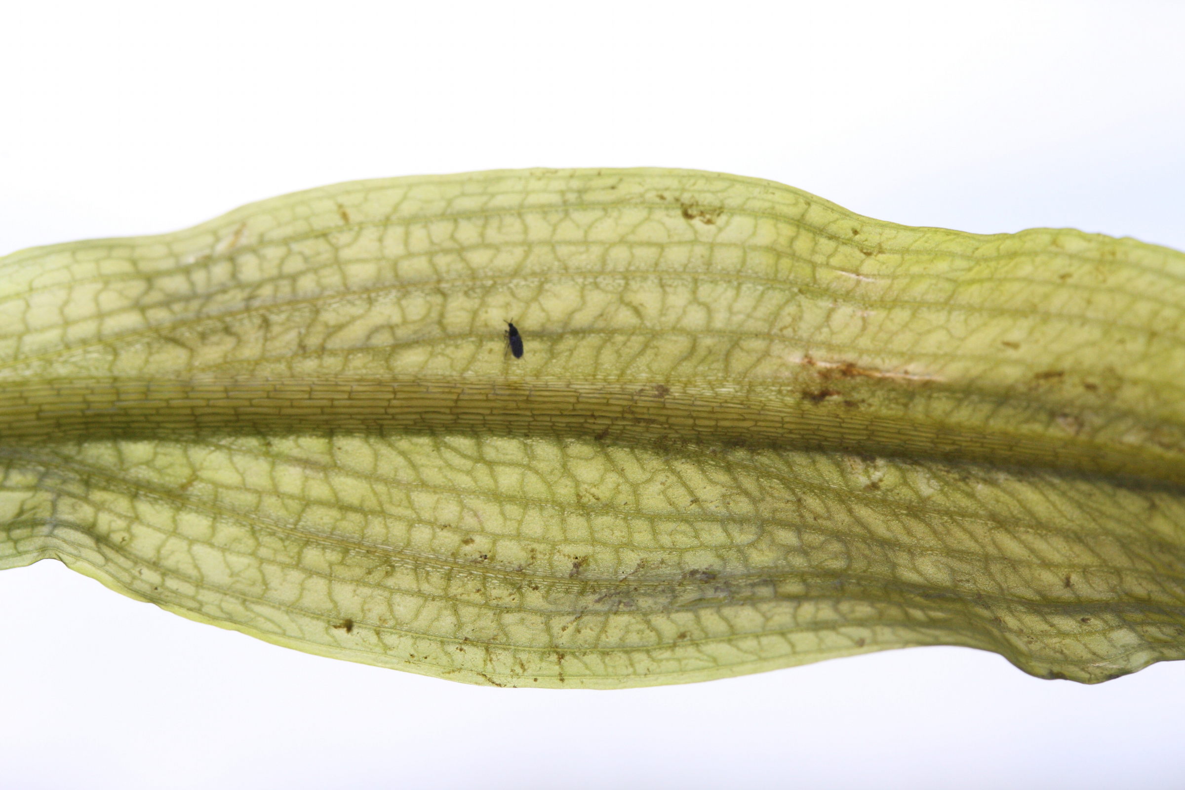 potamogeton_nodosus3md