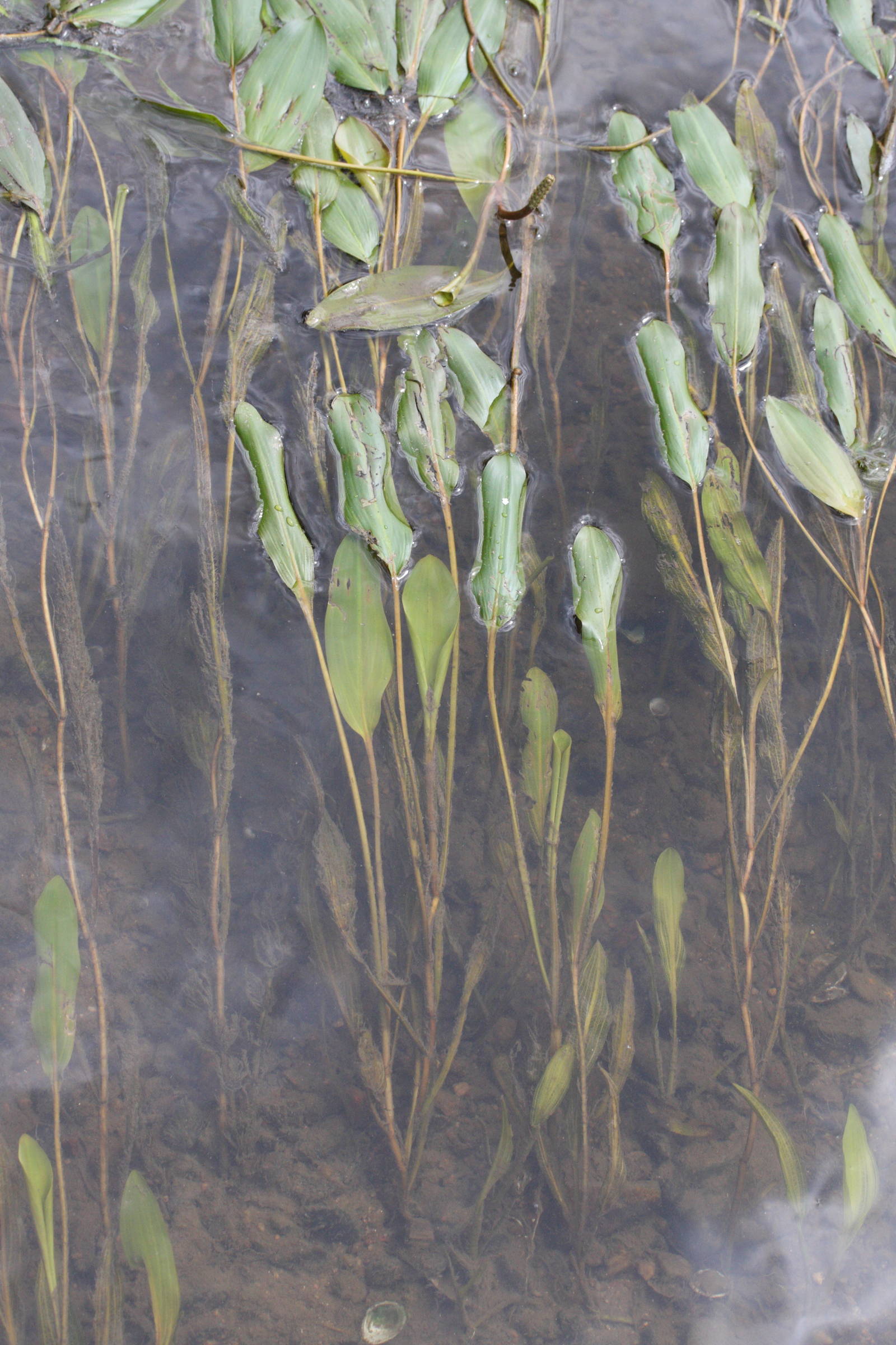 potamogeton_nodosus6md