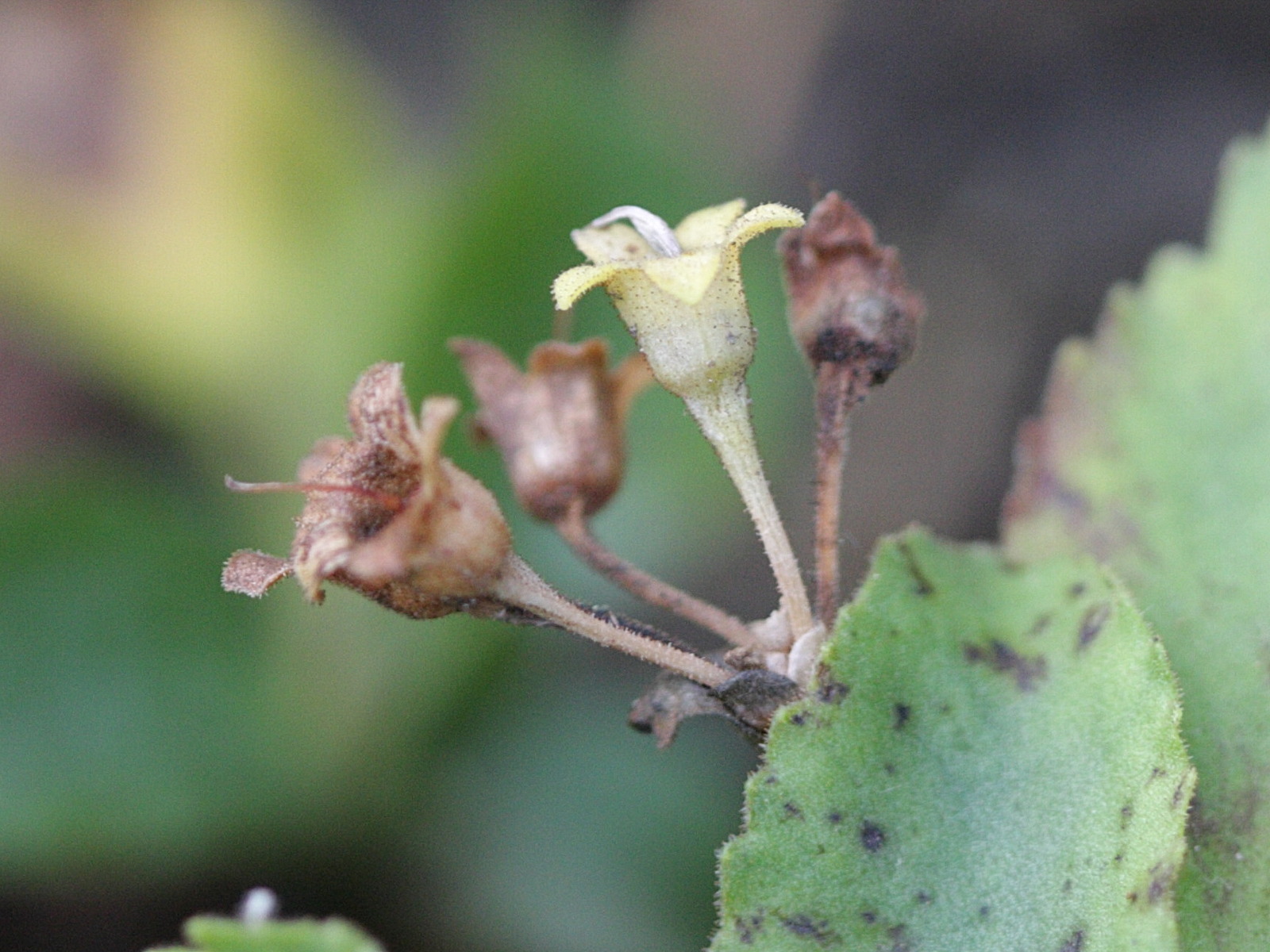 Afficher le média primula_hirsuta3bbd primula_hirsuta3bbd