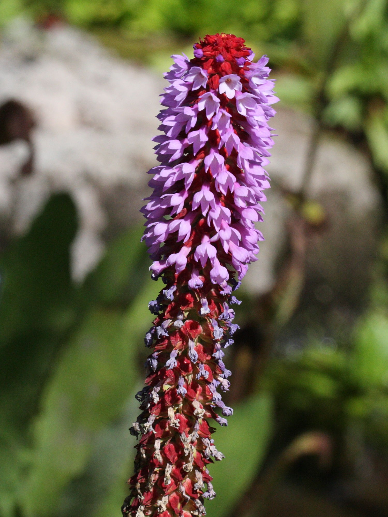 primula_vialii2md