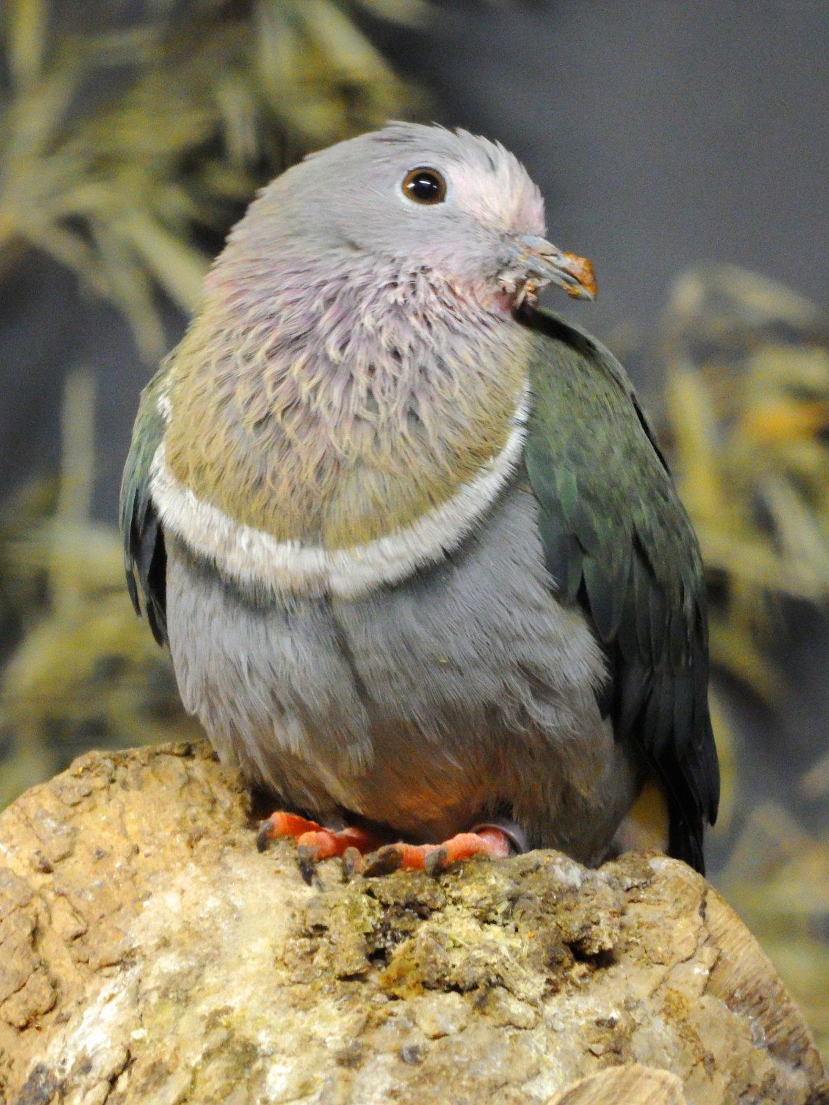 ptilope_porphyre_-_ptilinopus_porphyreus1md