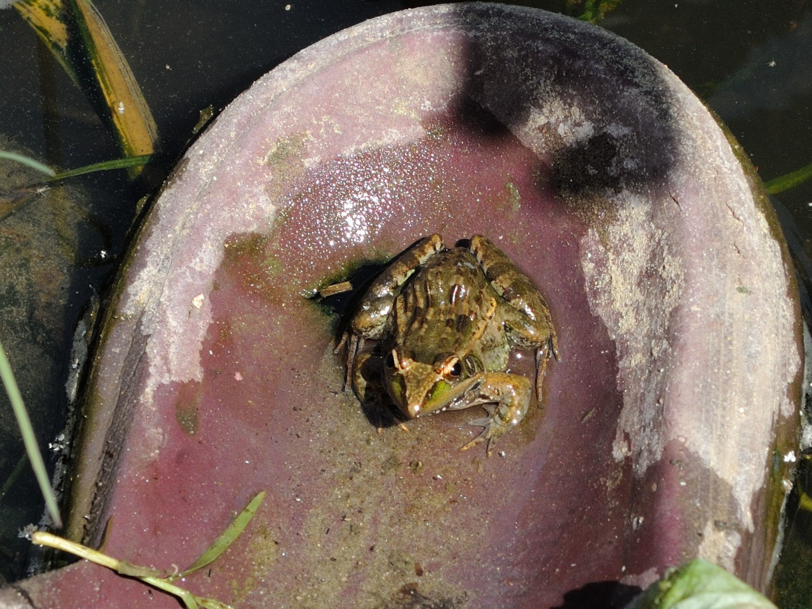 ptychadena_mascareniensis2md