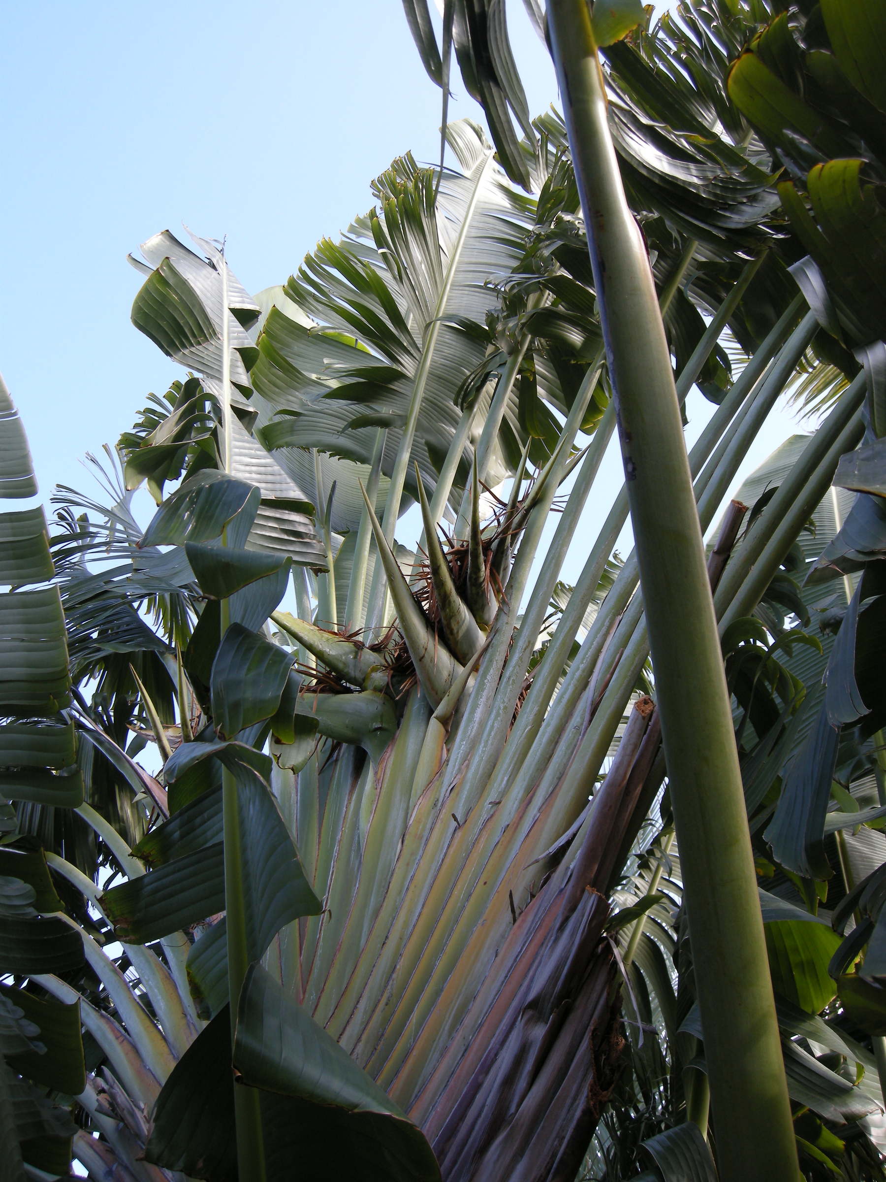 ravenala_madagascariensis3md