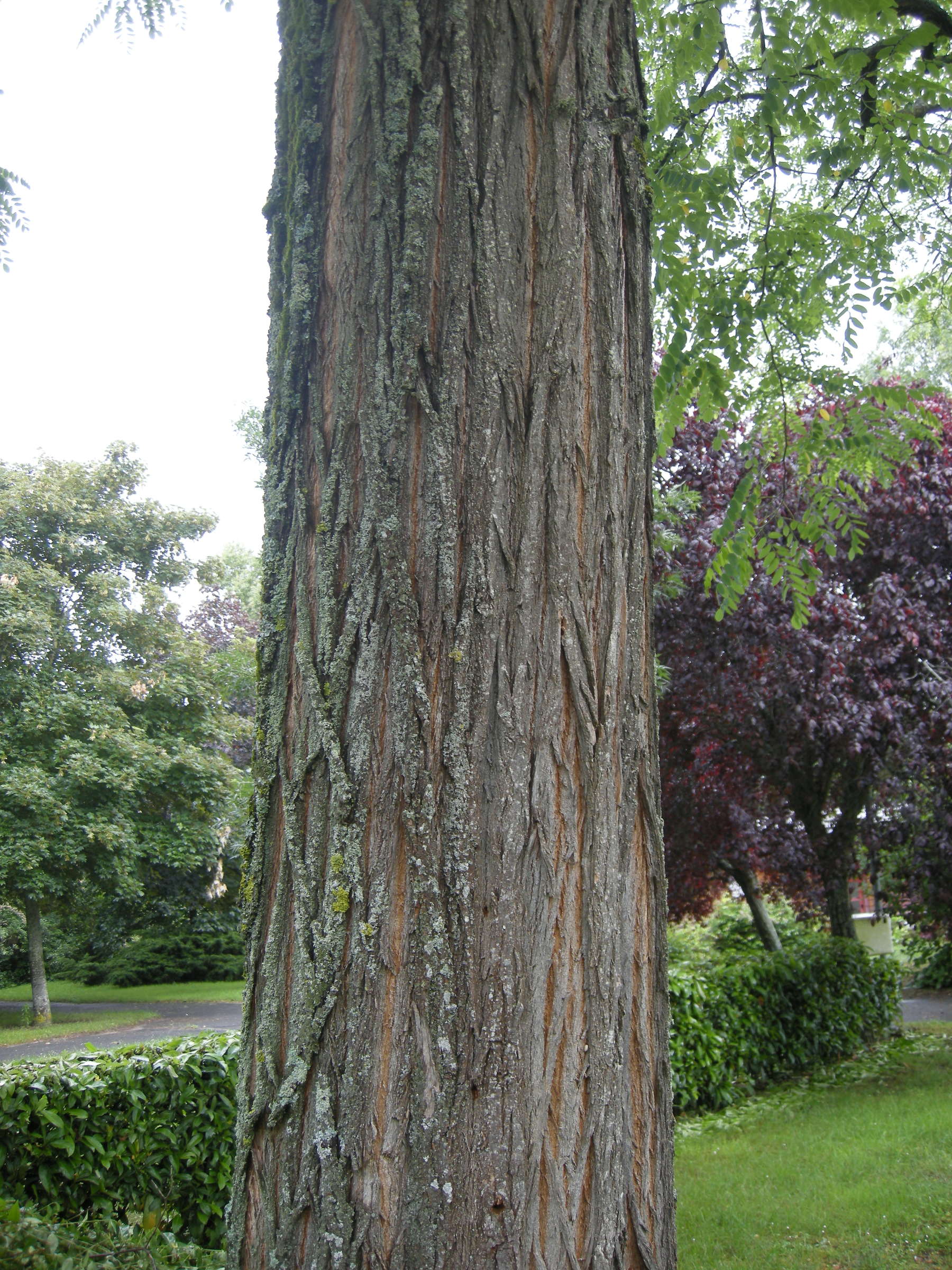Afficher le média Robinia_pseudoacacia Robinia_pseudoacacia