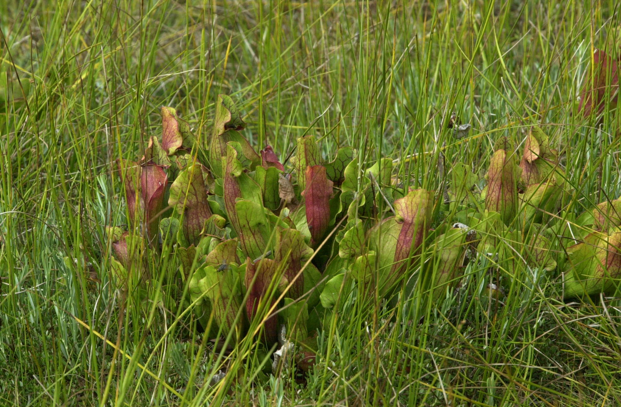 Afficher le média Sarracenia_purpurea Sarracenia_purpurea