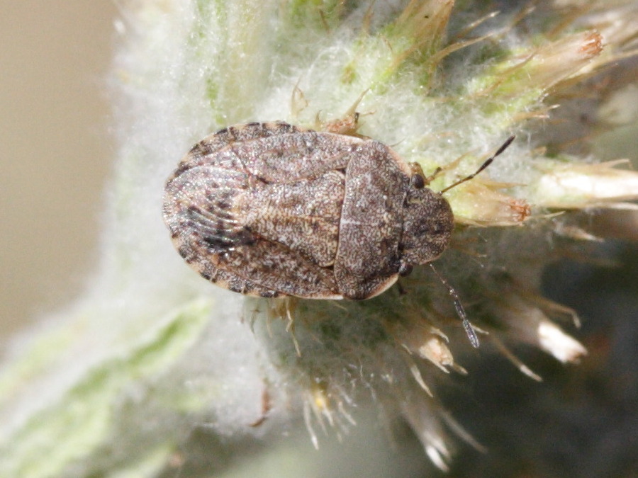 sciocoris_maculatus1md