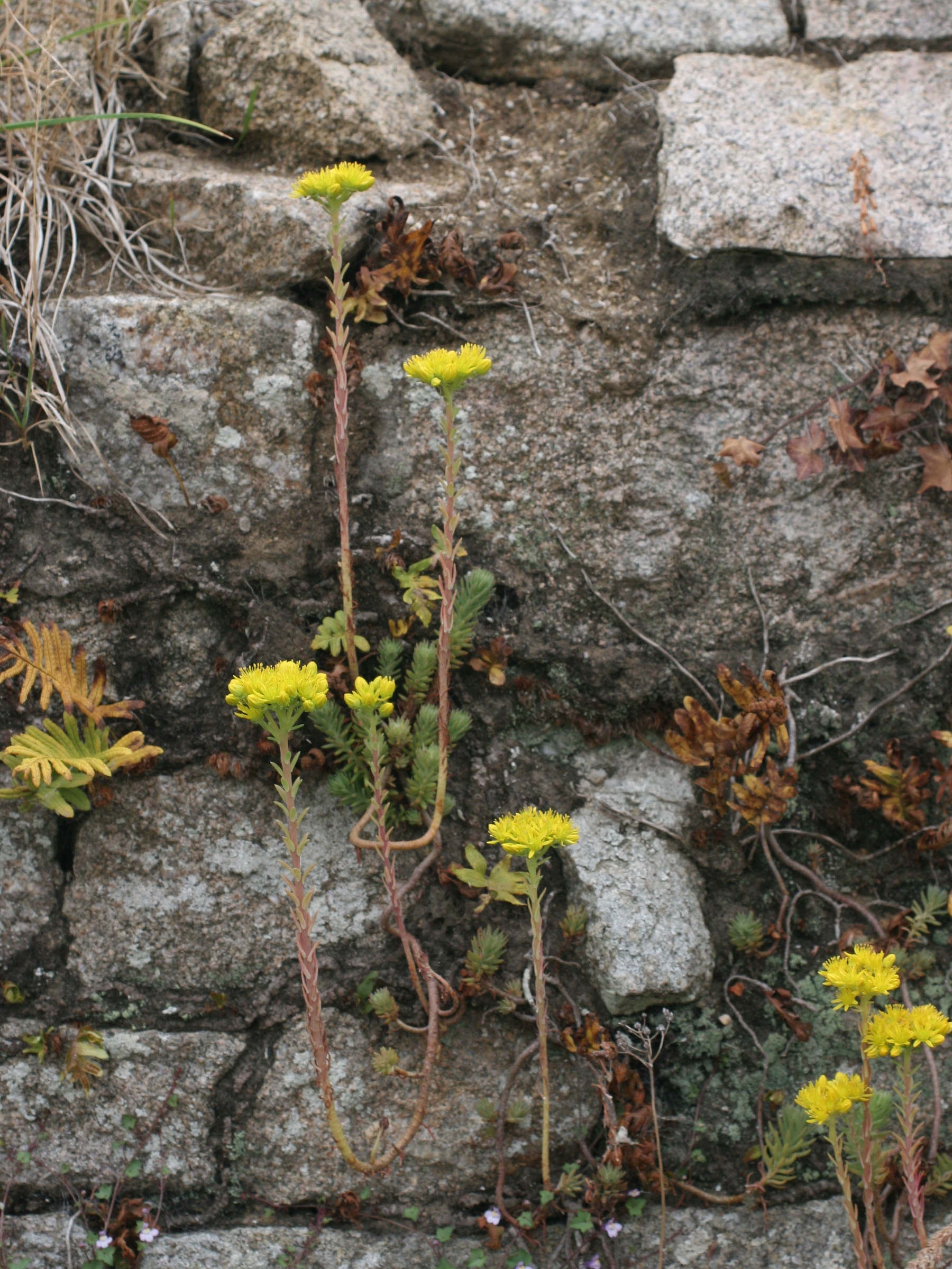 sedum_rupestre1md