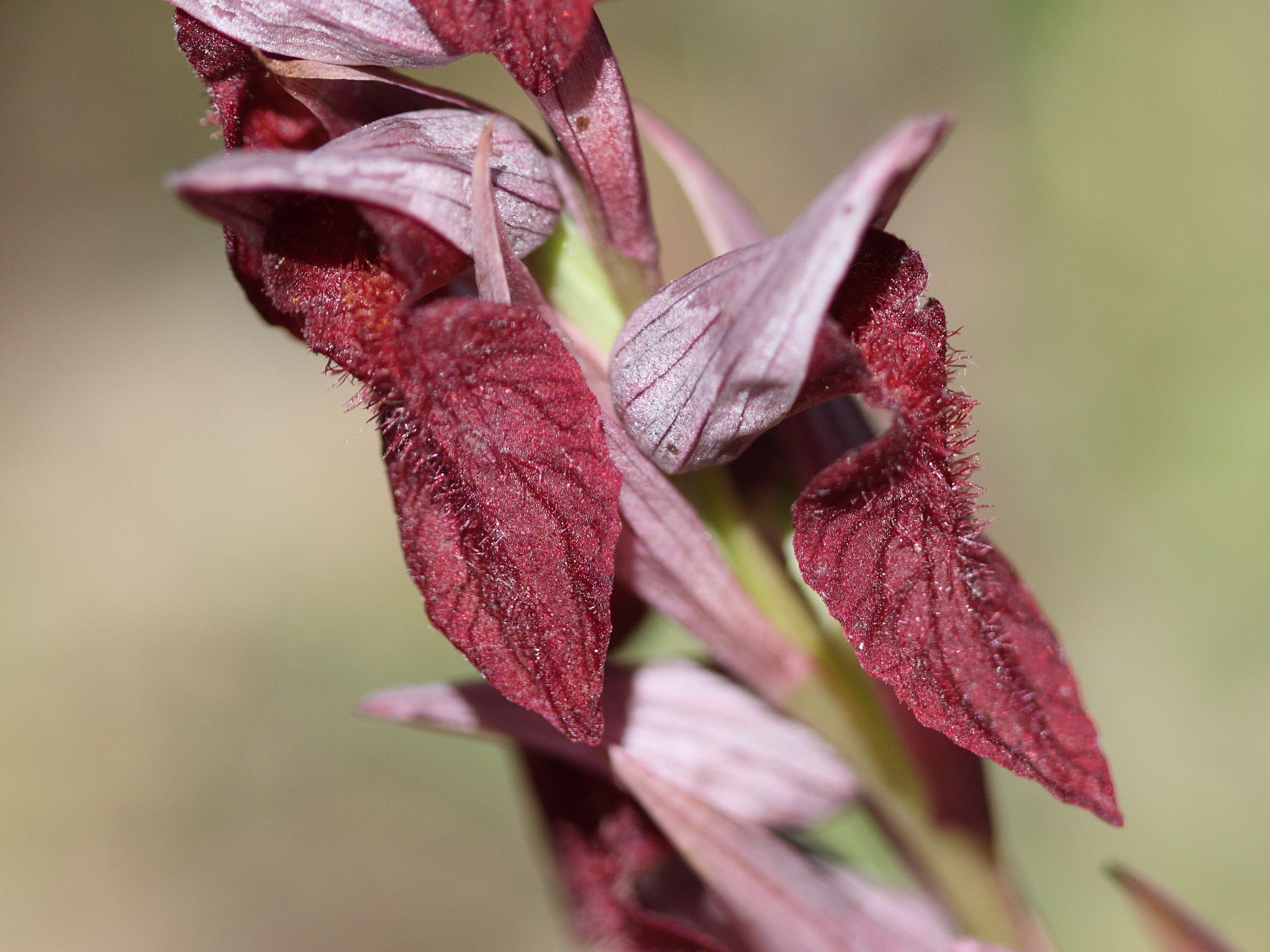 serapias_cordigera3bd