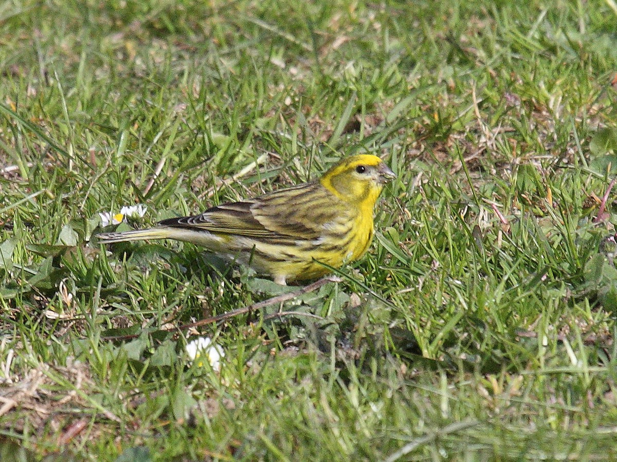 serin_cini_-_serinus_serinus5bd