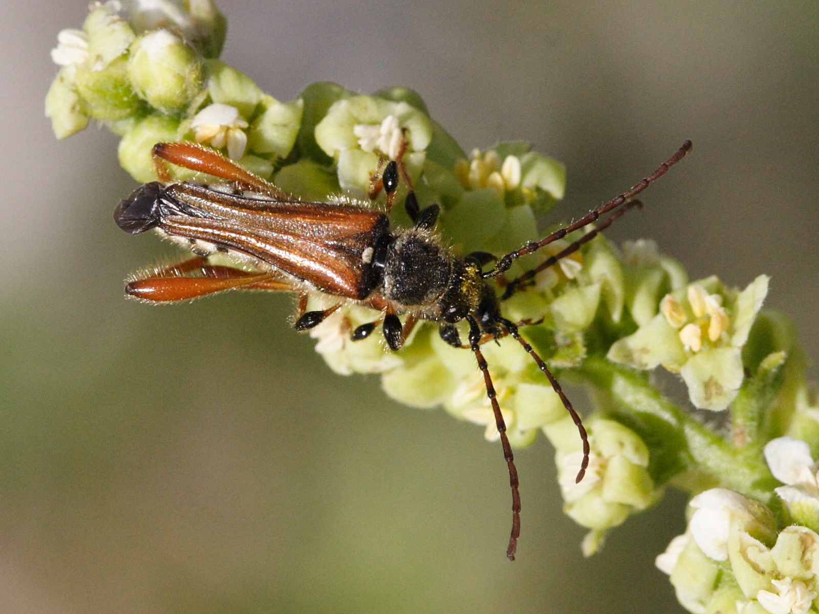 stenopterus_rufus2md