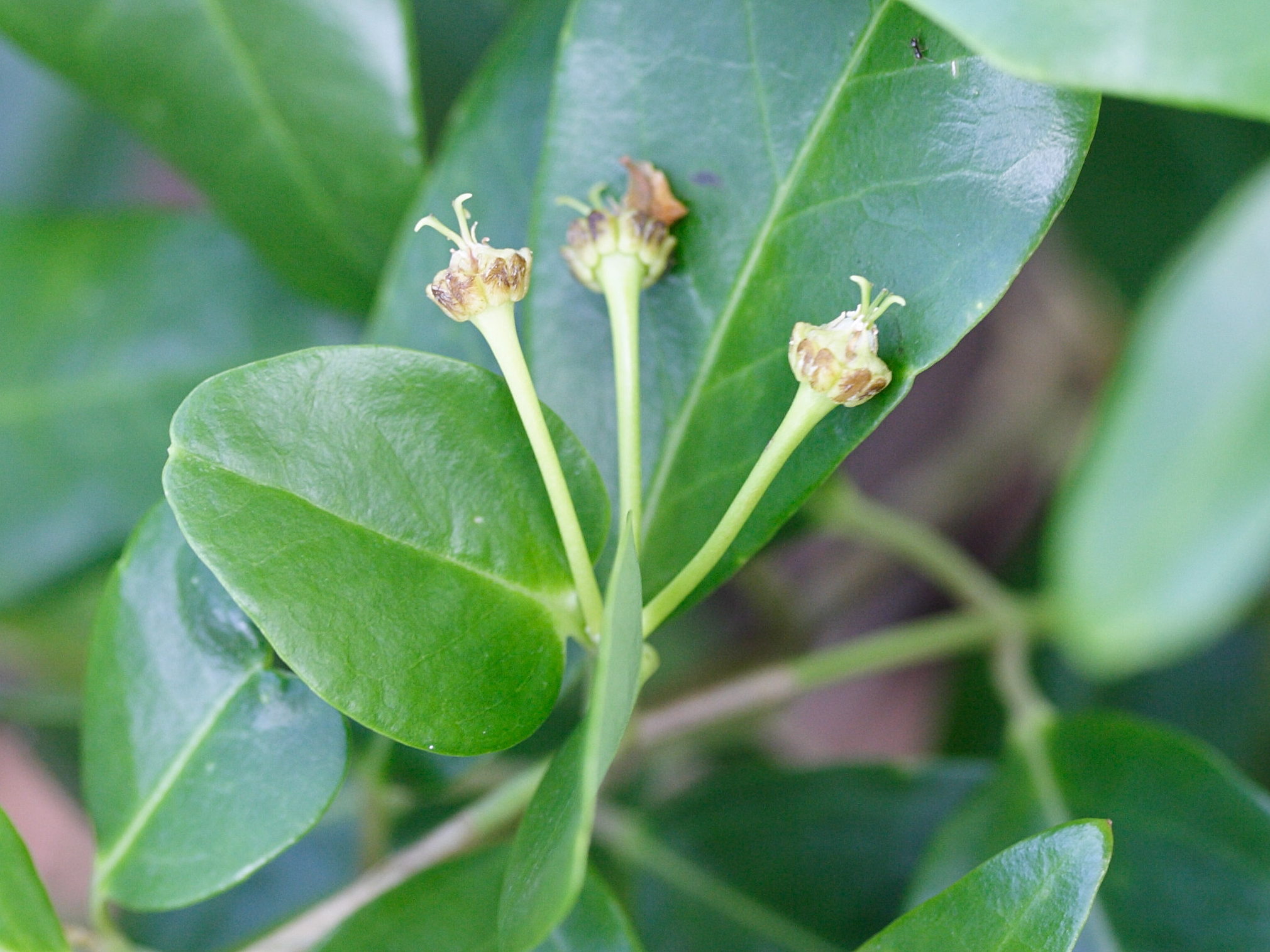 stigmaphyllon_ovatum3md