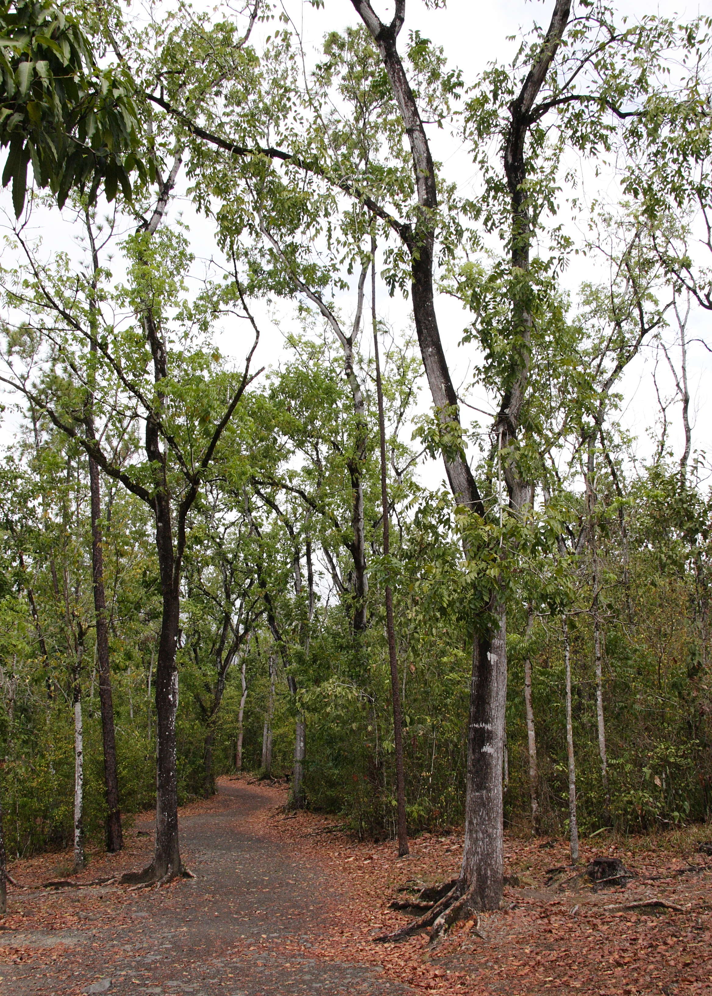 swietenia_mahagoni2md