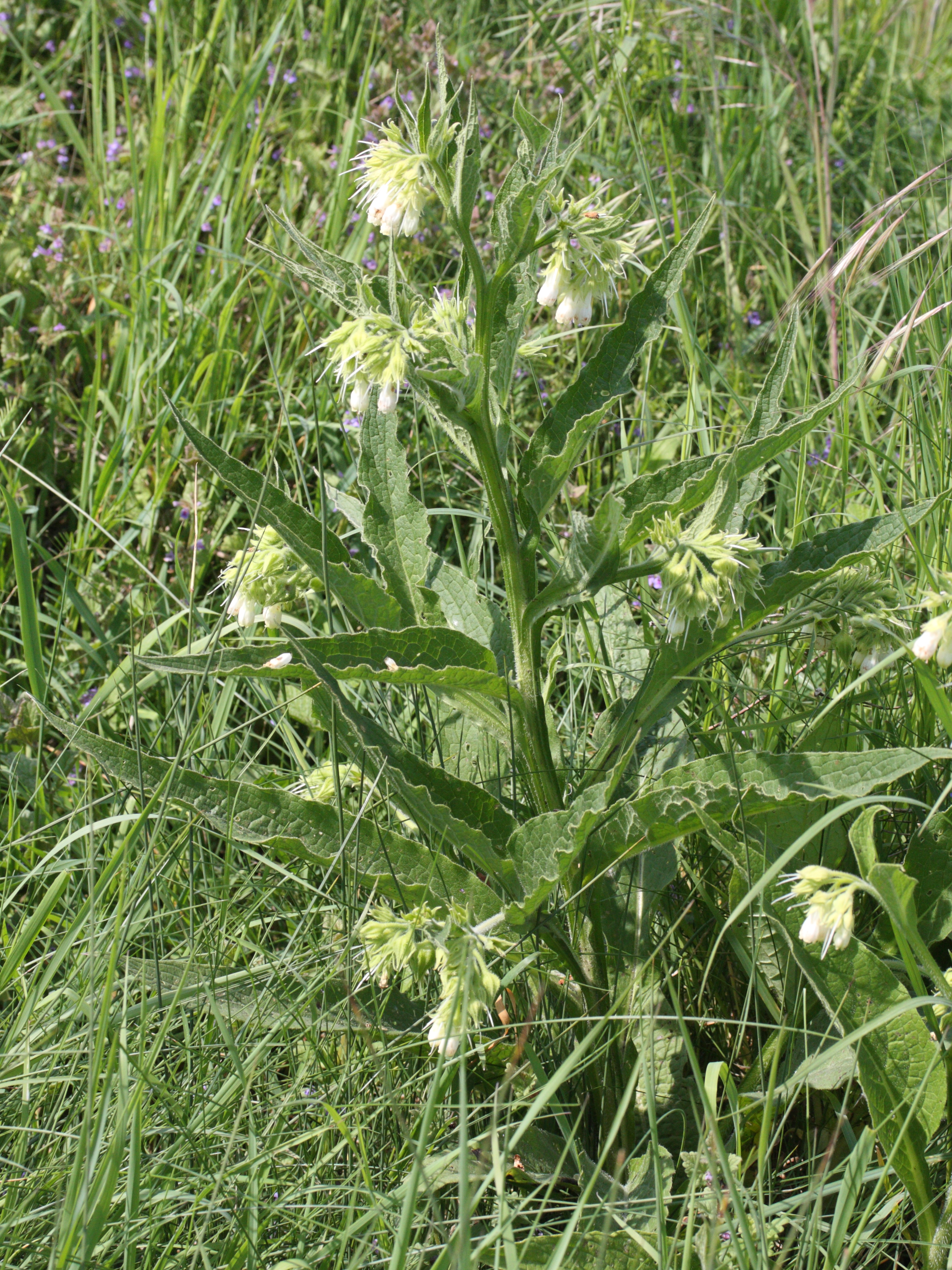 symphytum_officinale1md