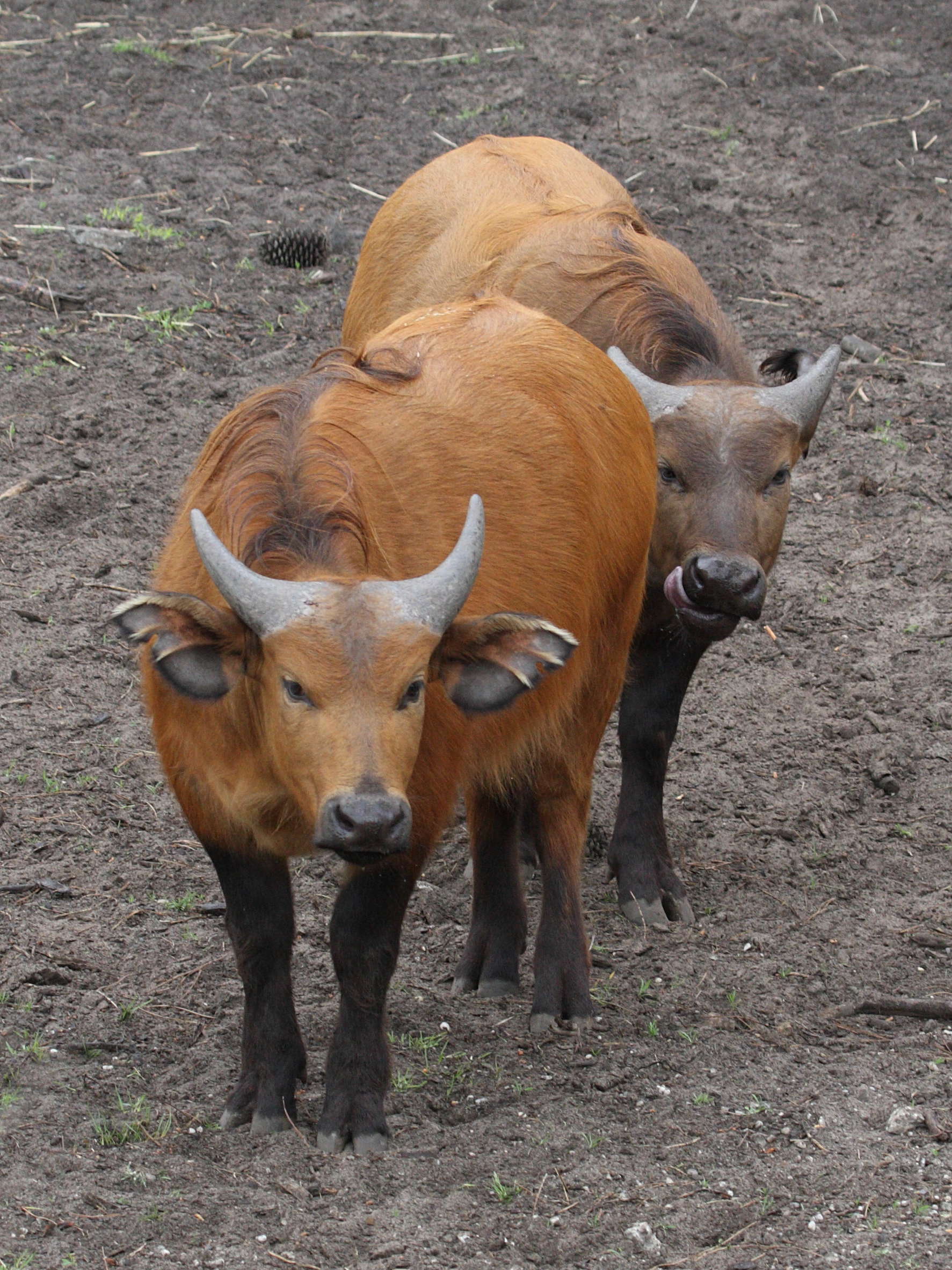 syncerus_caffer_nanus2md