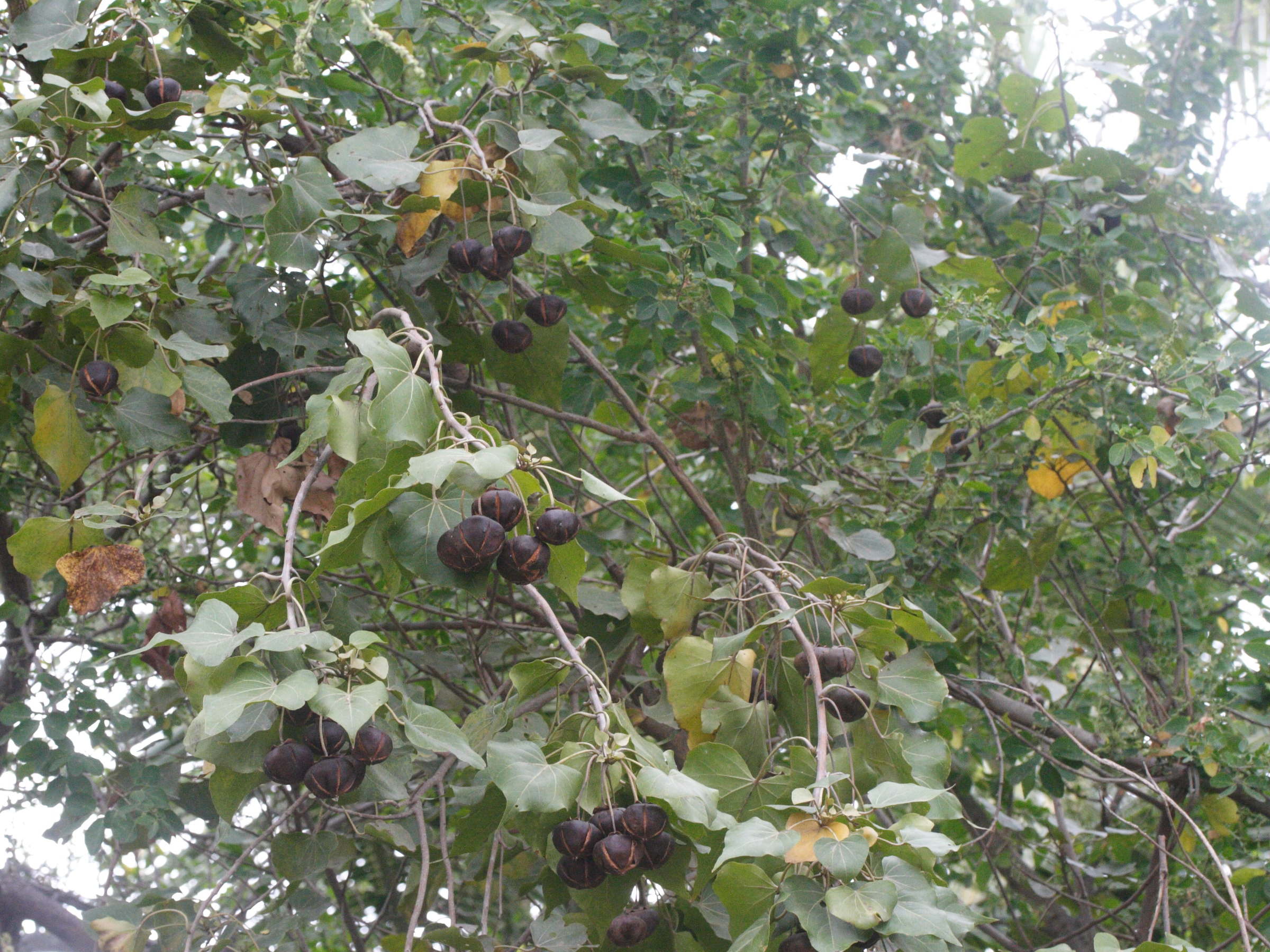 thespesia_populneoides1md