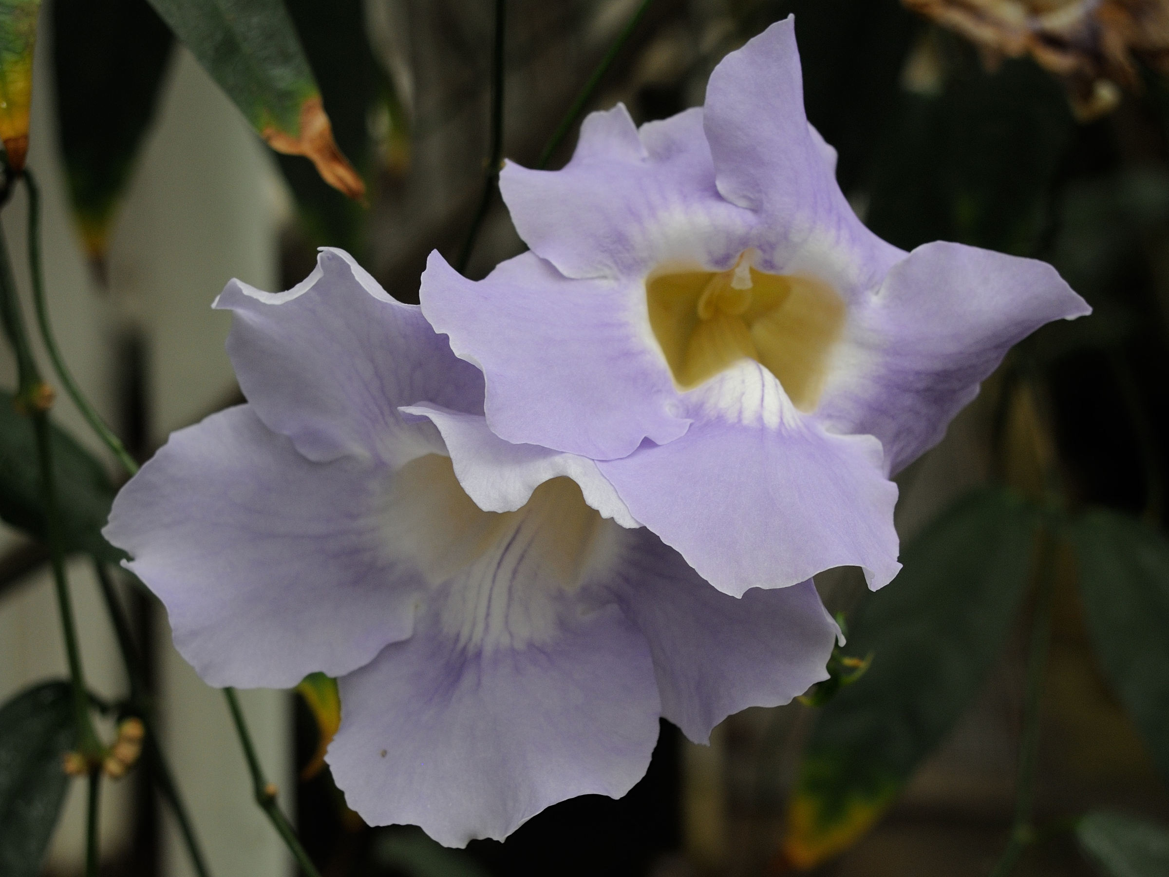 thunbergia_laurifolia2md