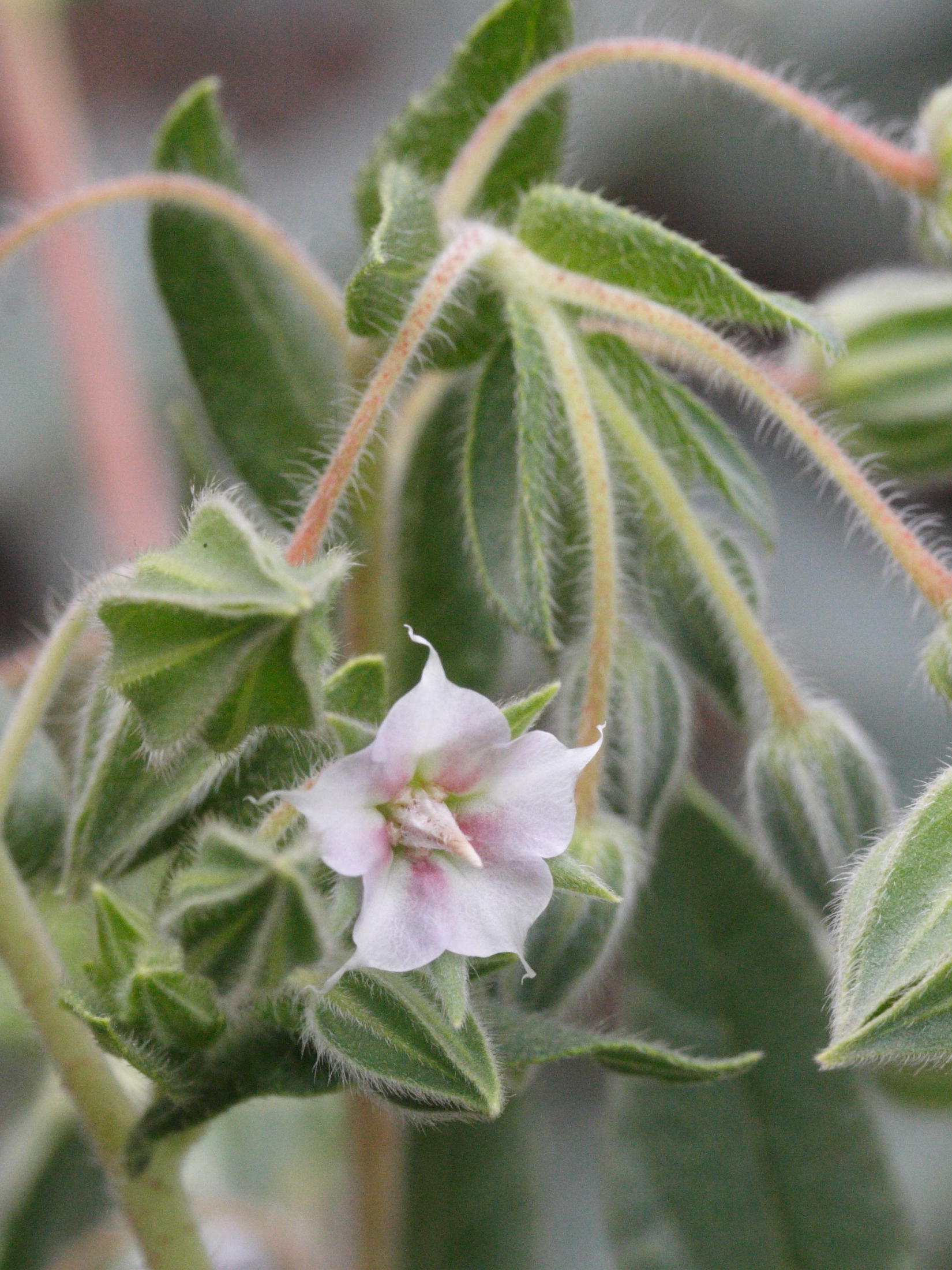 trichodesma_zeylanicum2amd