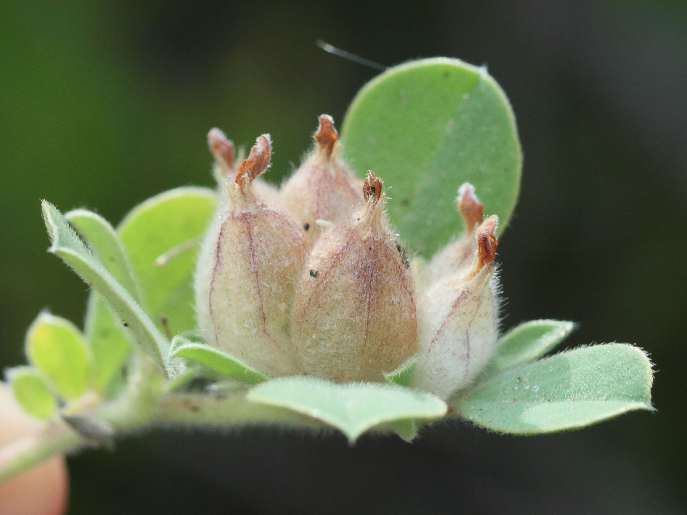 tripodion_tetraphyllum2bd