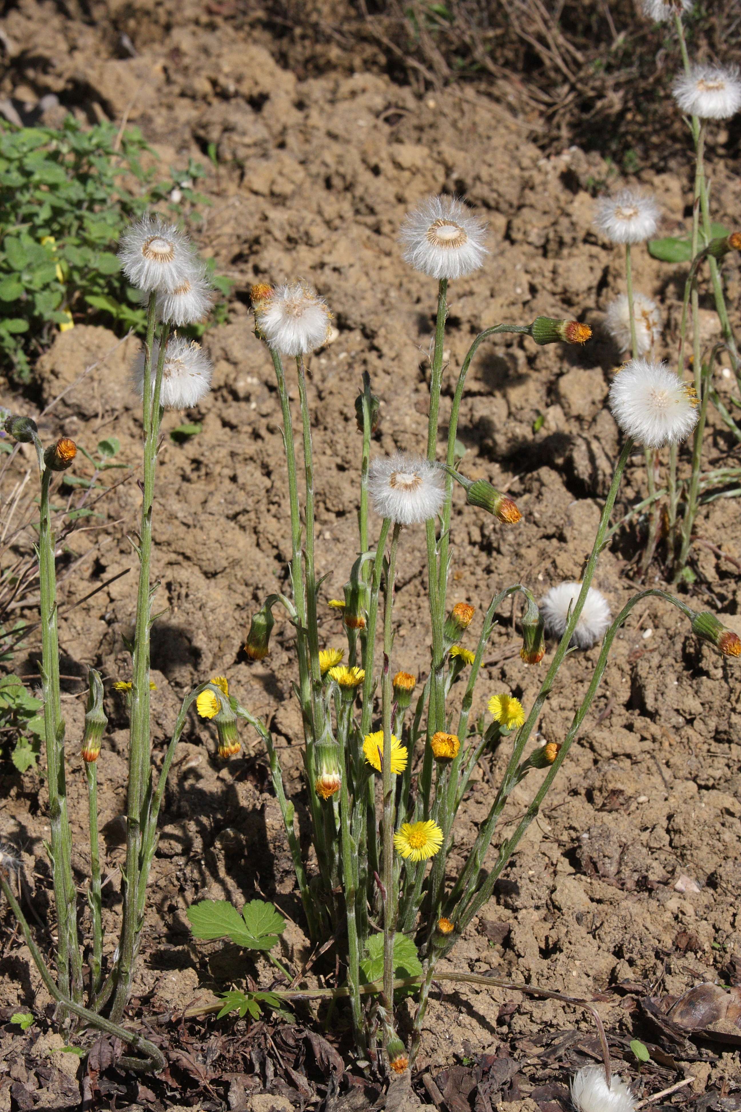 tussilago_farfara5md