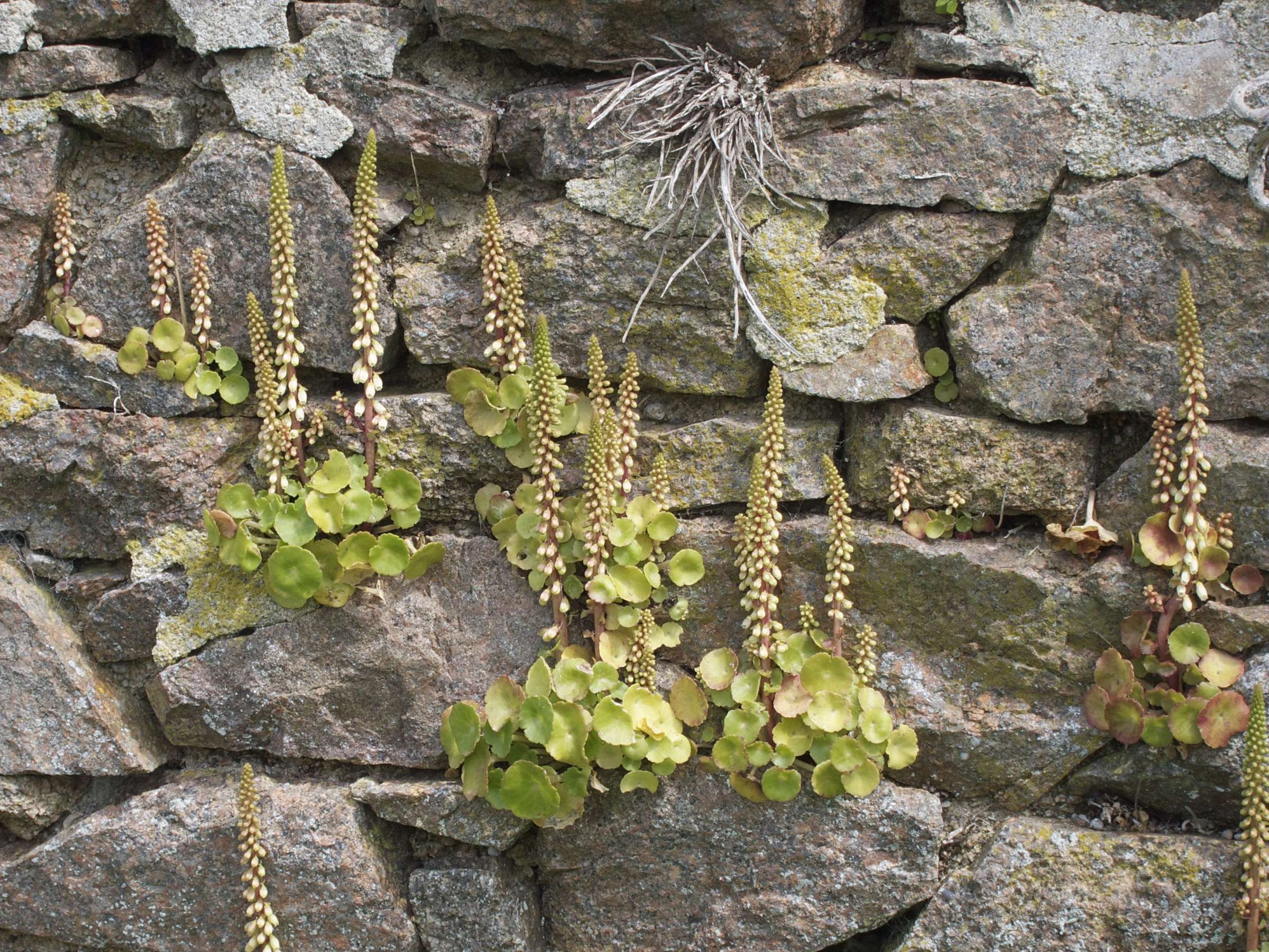 umbilicus_rupestris5bd