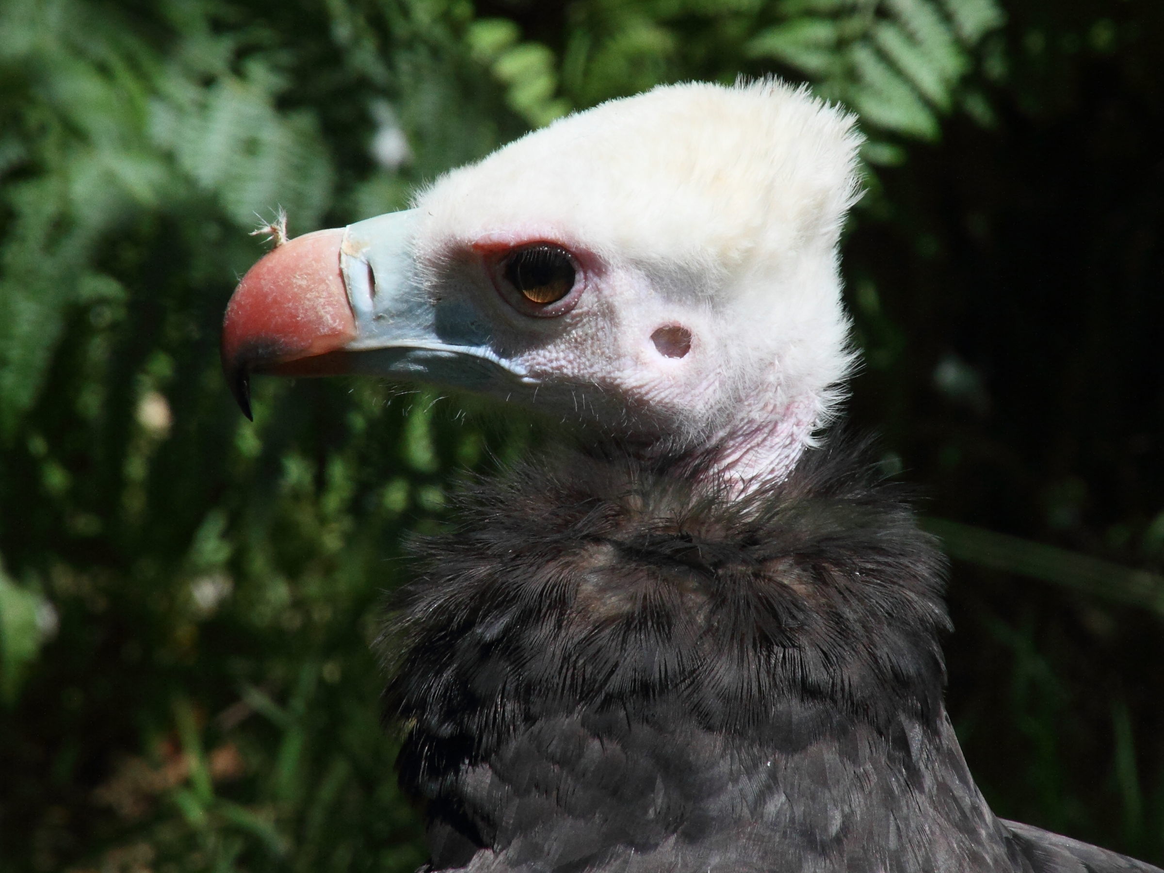 vautour_a_tete_blanche_-_trigonoceps_occipitalis3md