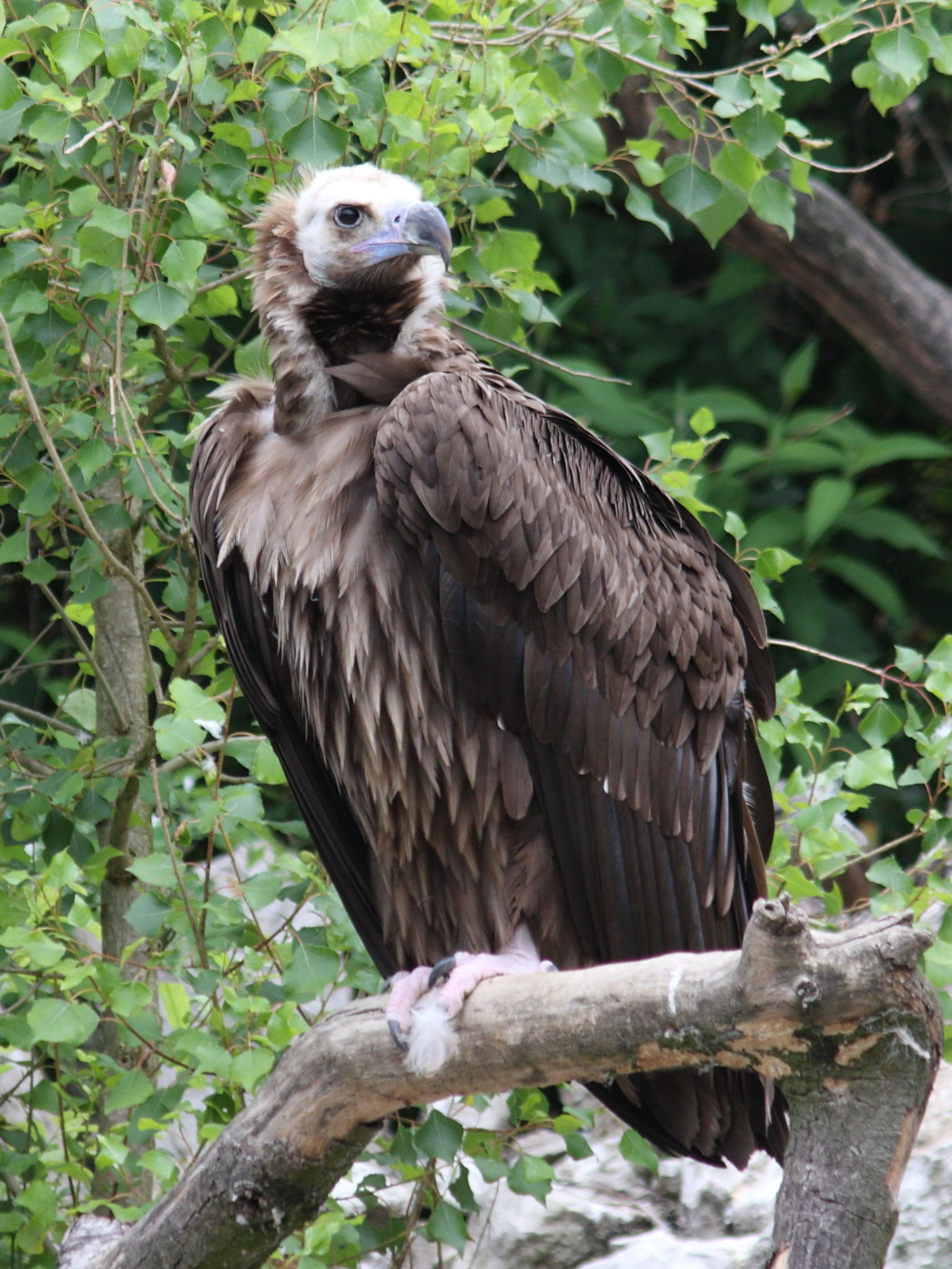 vautour_moine_-_aegypius_monachus3sd