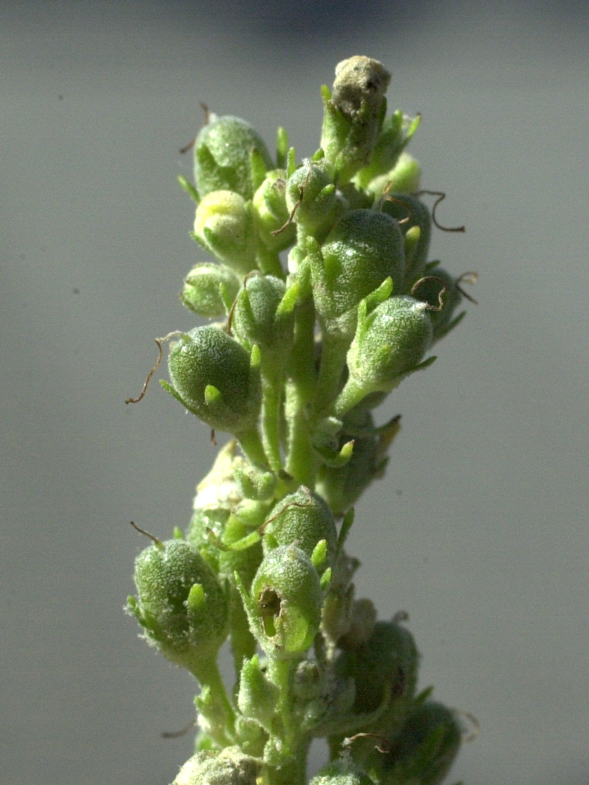 verbascum_lychnitis4md