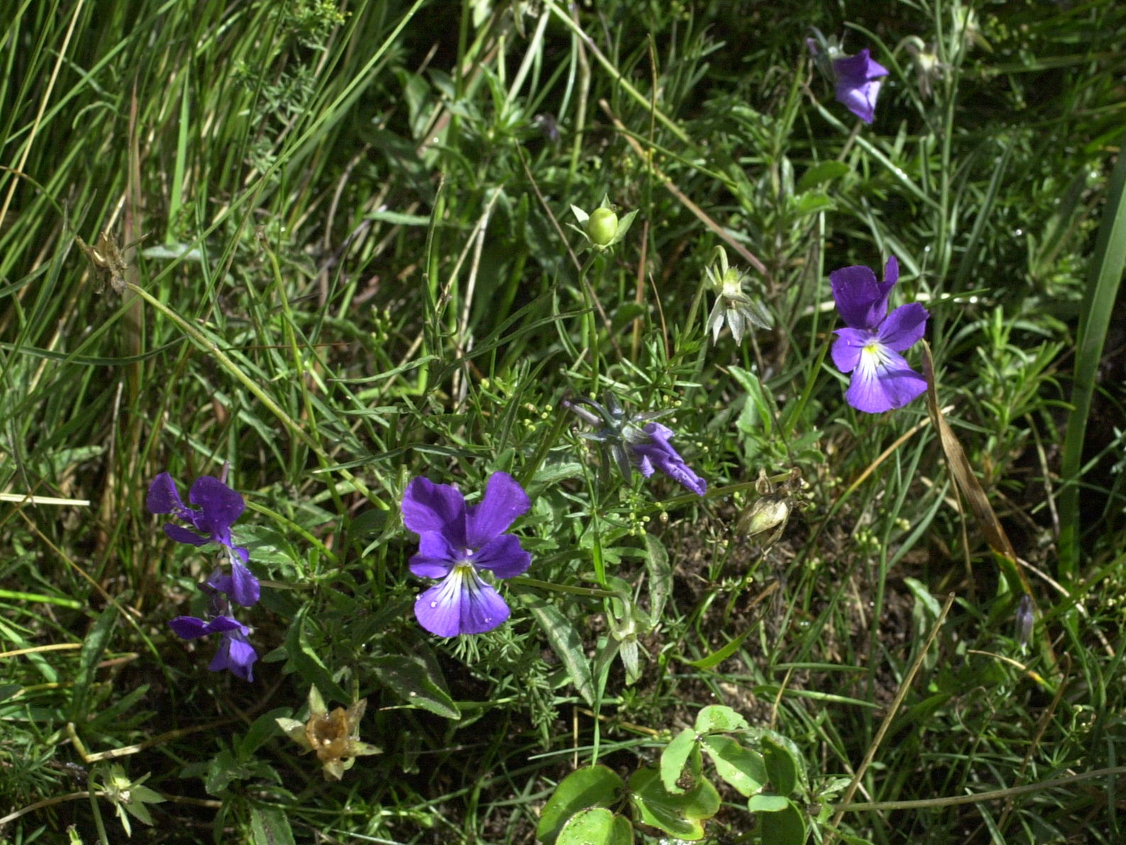 Viola_tricolor