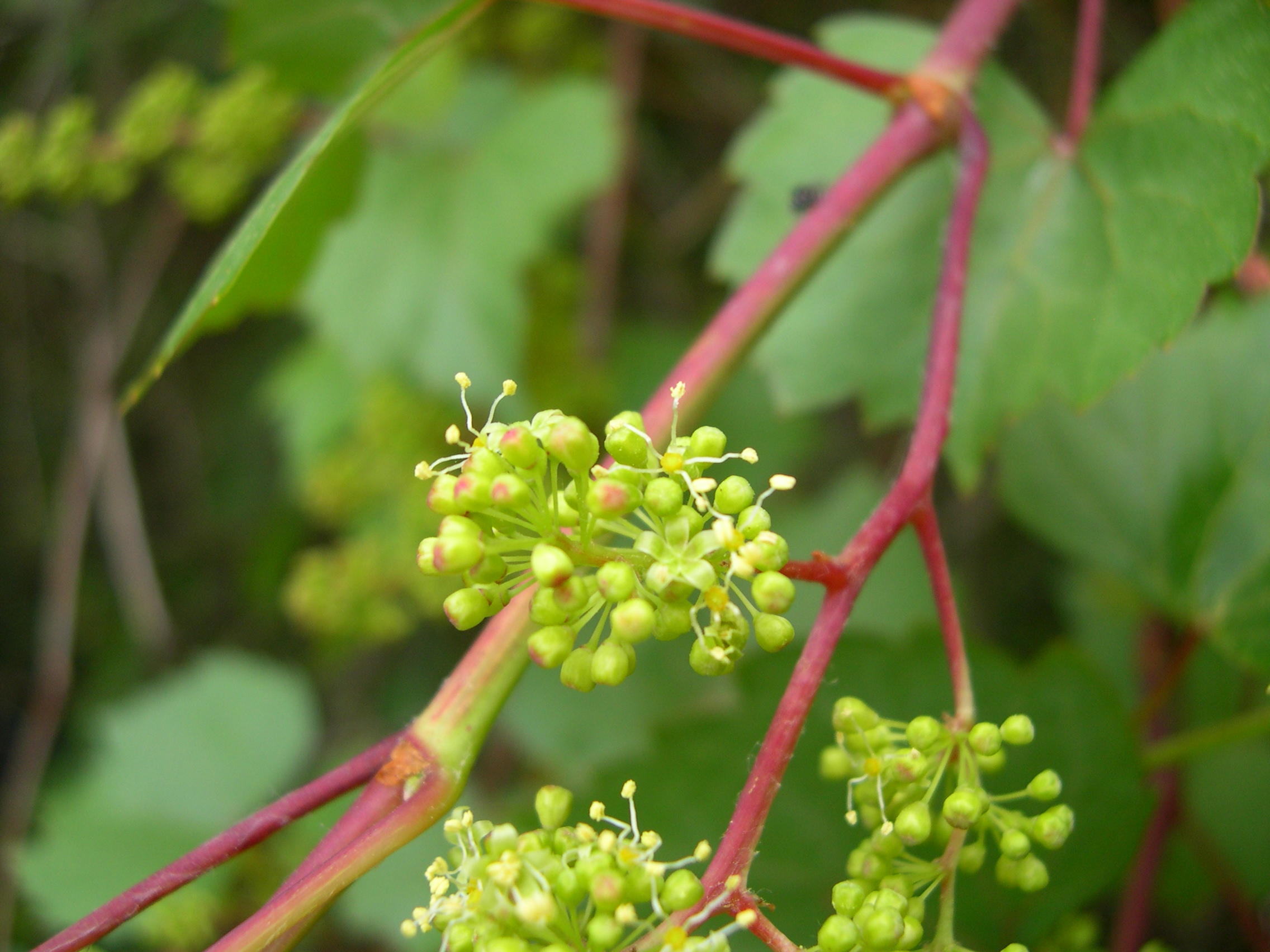 vitis_vinifera_sylvestris3md