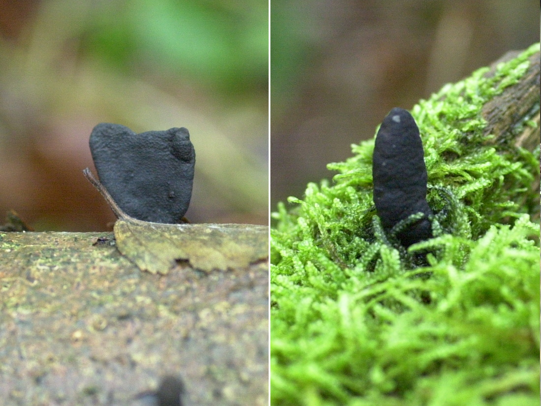 Afficher le média xylaria_polymorpha2md xylaria_polymorpha2md