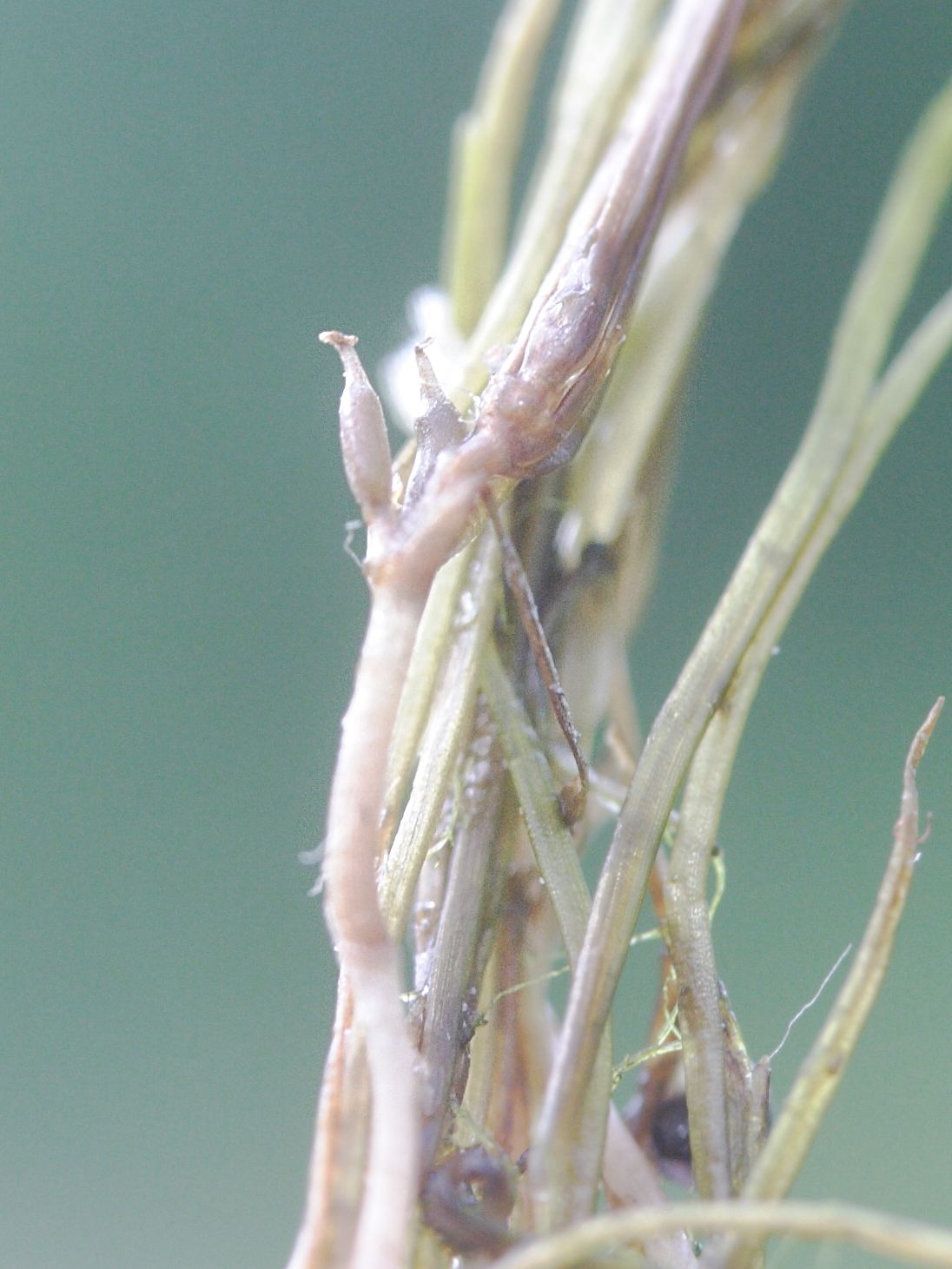 Afficher le média zannichellia_palustris_palustris2md zannichellia_palustris_palustris2md