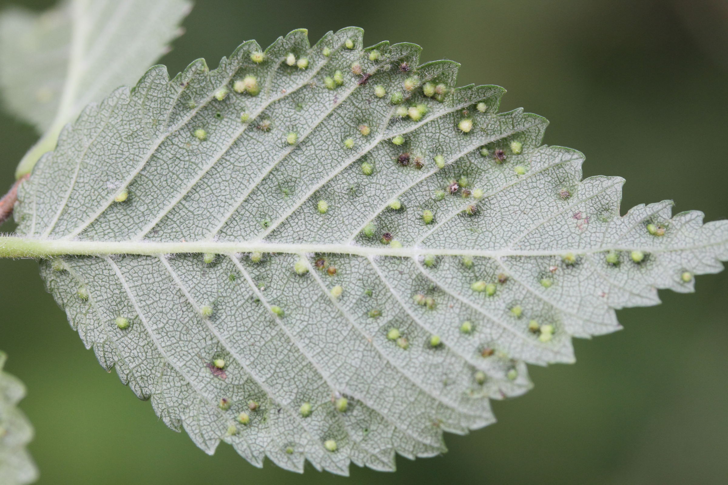 aceria_ulmicola_galle1md