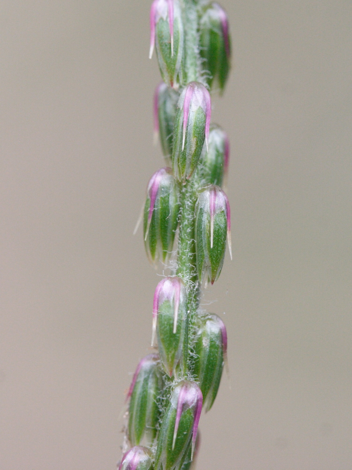 achyranthes_aspera3md