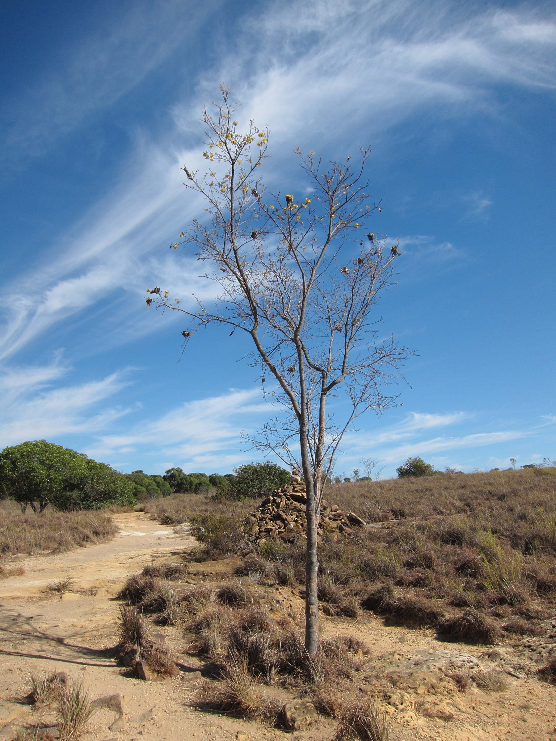 acridocarpus_excelsus3bd