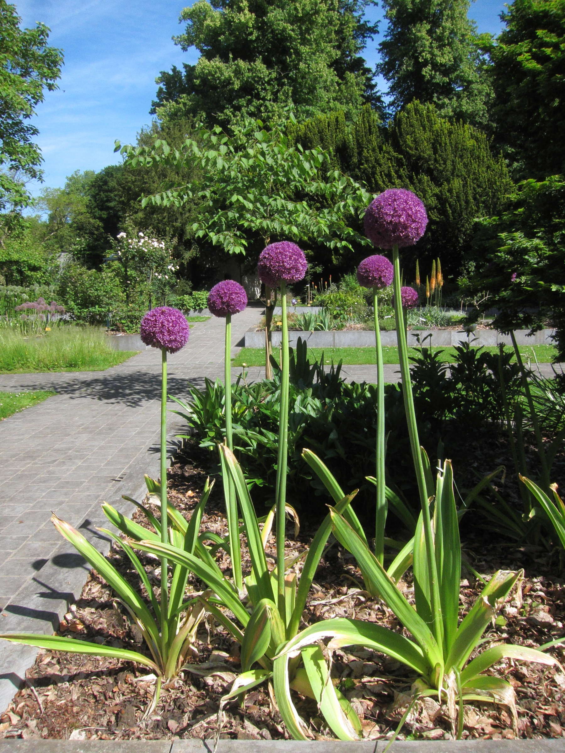 Sysbio Base De Donn Es De Syst Matique Allium Giganteum Ail G Ant