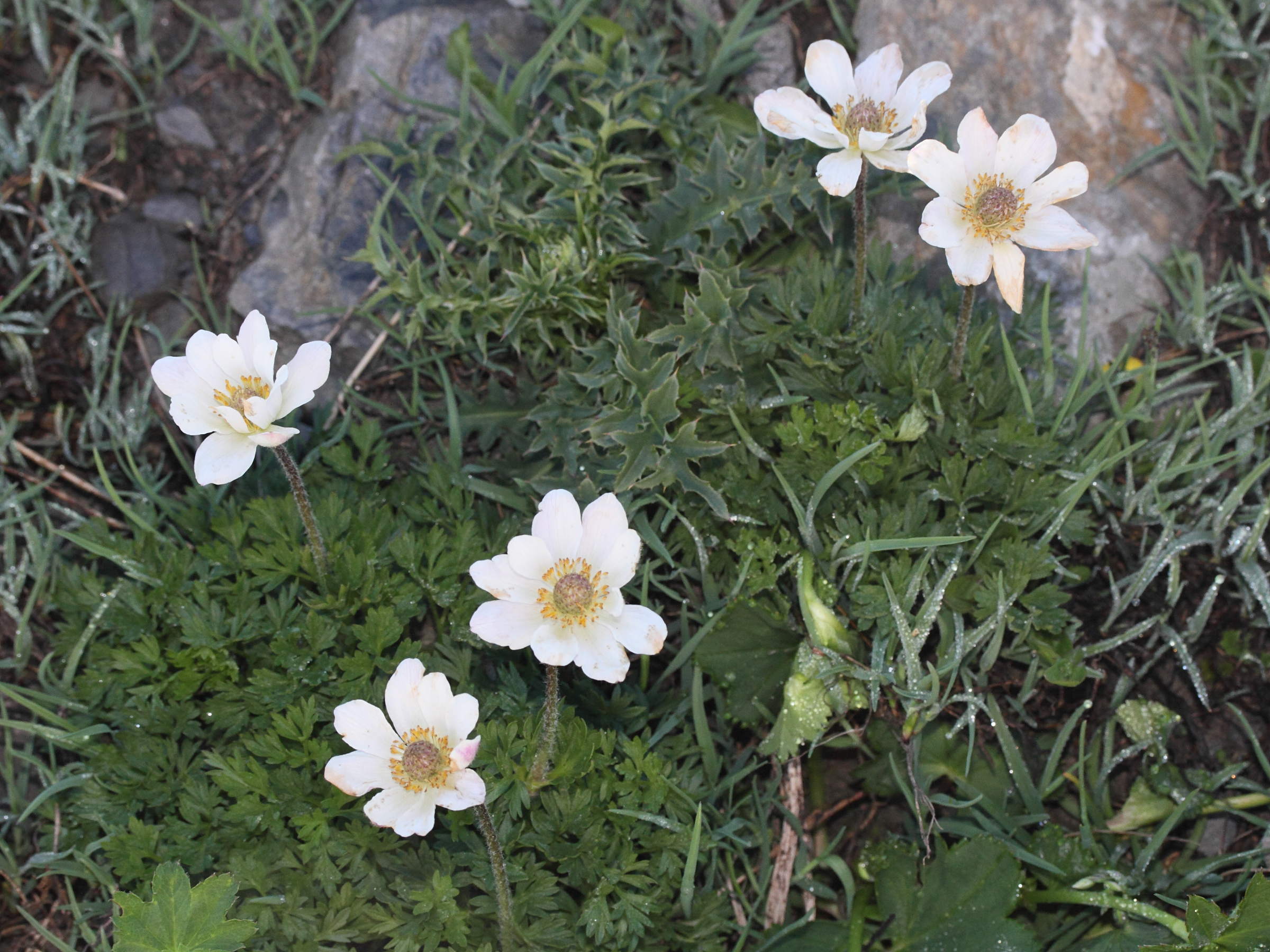 Afficher le média anemone_baldensis3md anemone_baldensis3md