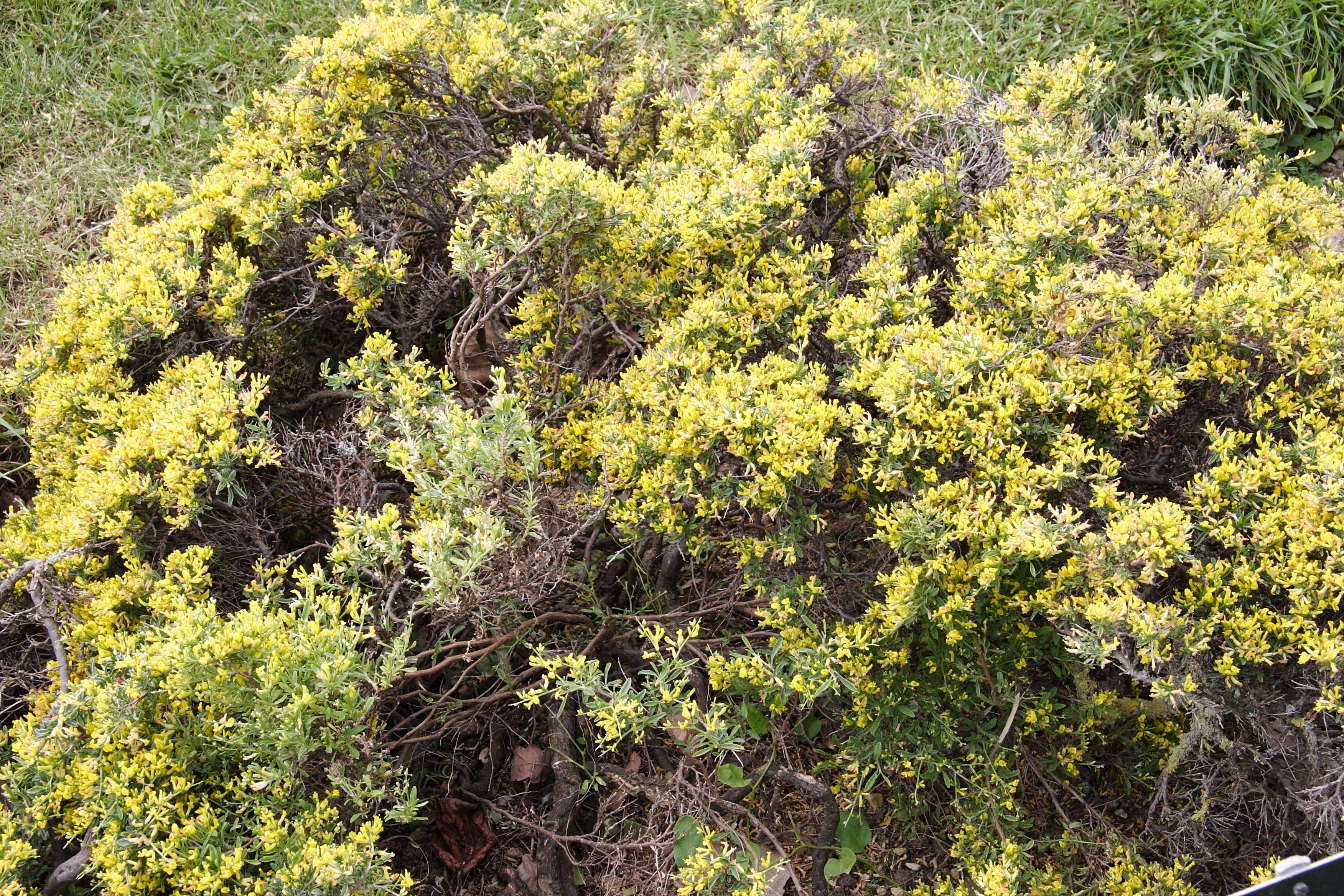 Afficher le média anthyllis_hermanniae1md anthyllis_hermanniae1md