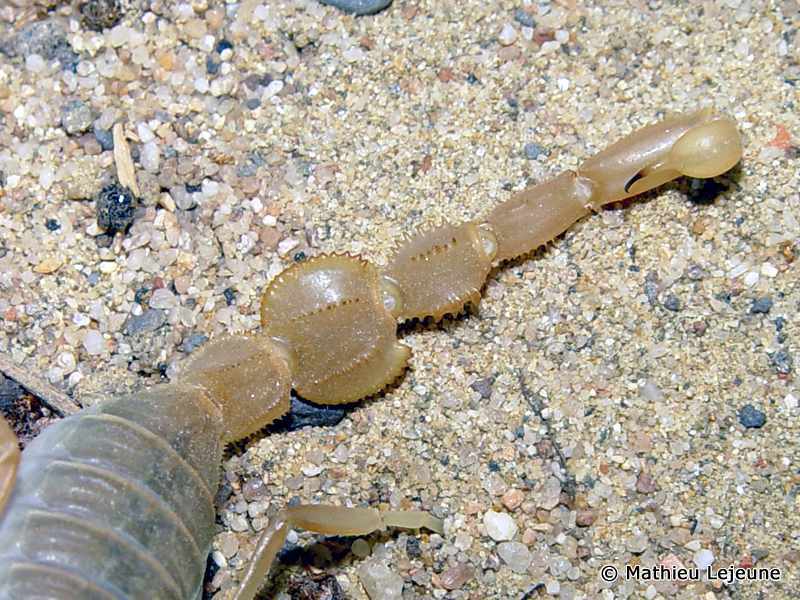 apisthobuthus_pterigocercus2ml