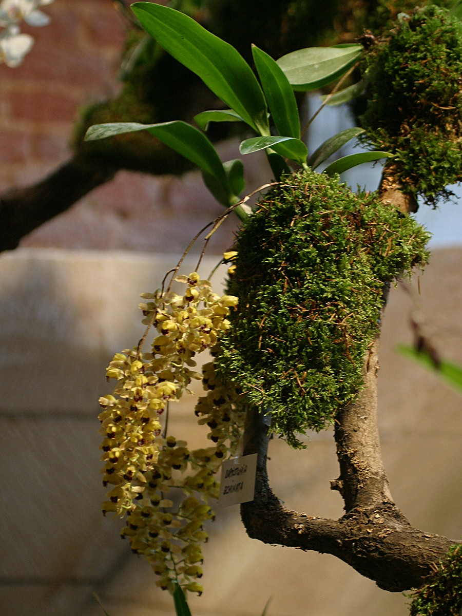 baptistonia_echinata3bd