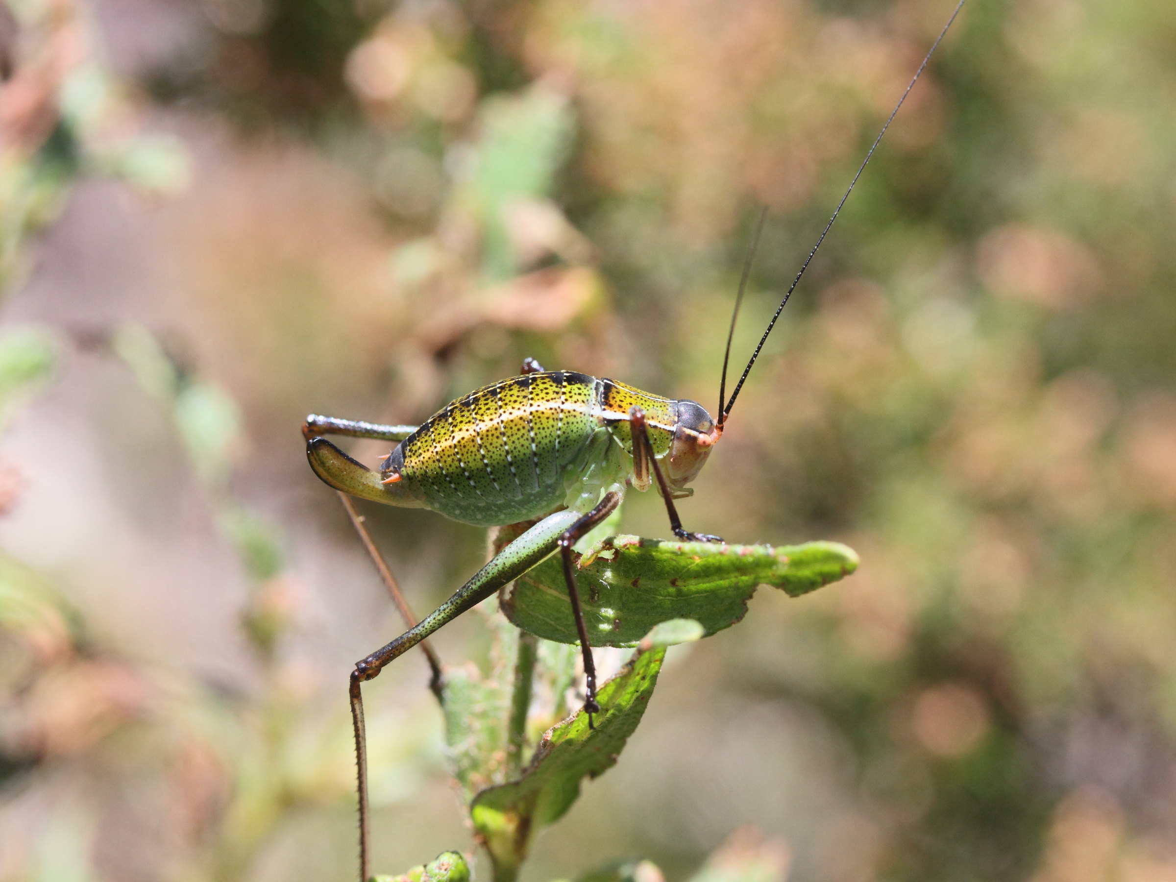 barbitistes_fischeri4md