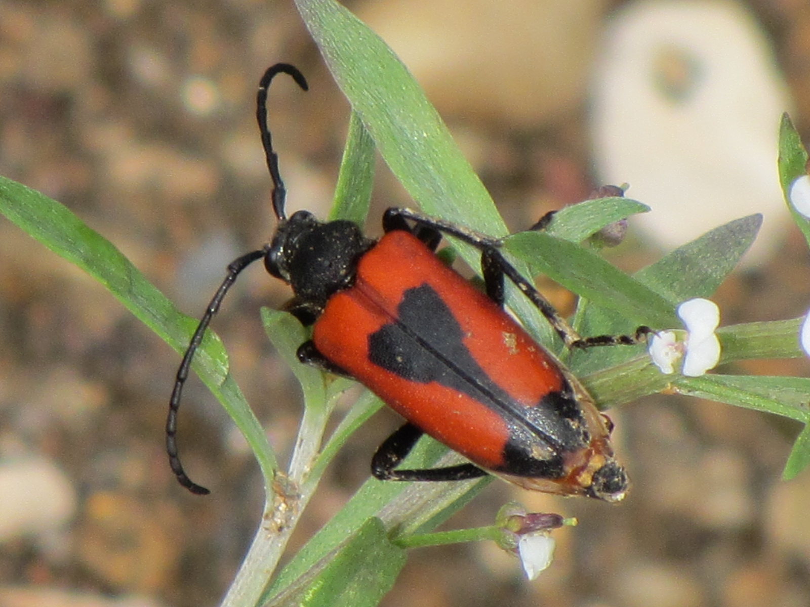 Afficher le média brachyleptura_cordigera brachyleptura_cordigera