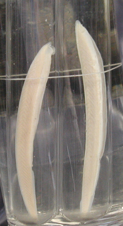 branchiostoma_lanceolatum1md