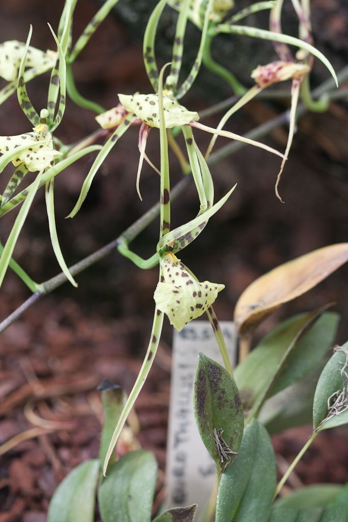 brassia_maculata1sd