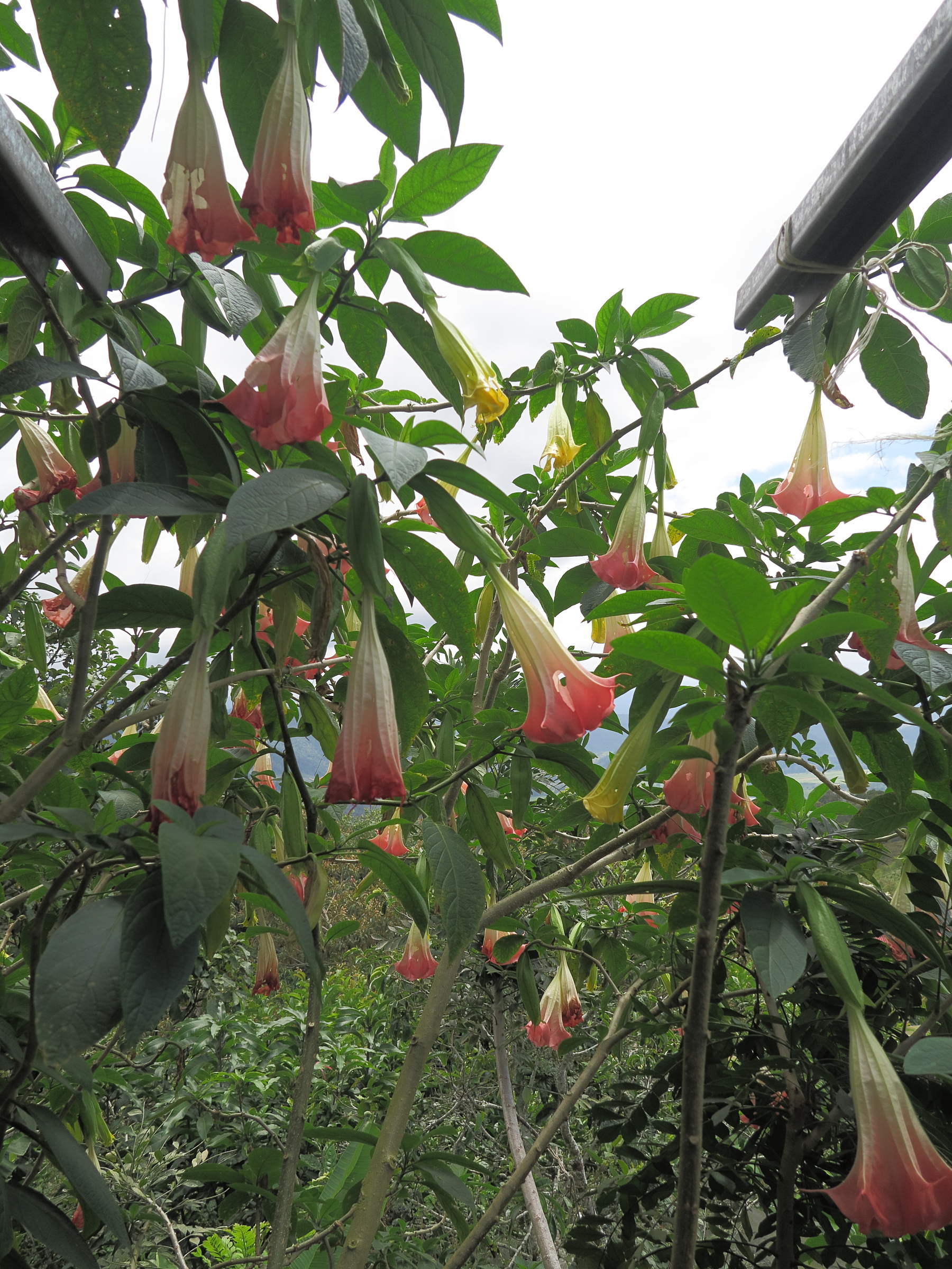 brugmansia_sanguinea2md