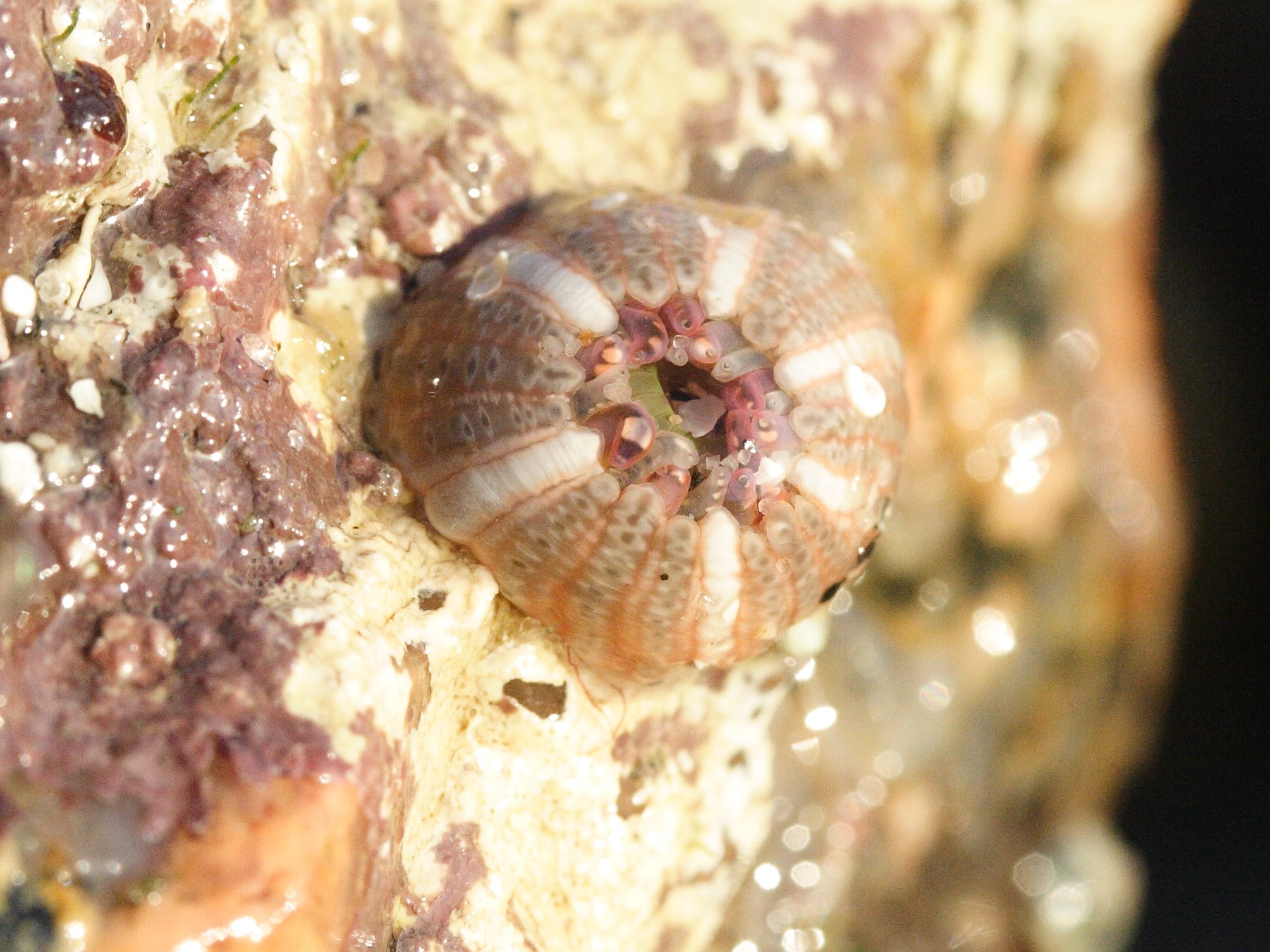 bunodactis_verrucosa3md