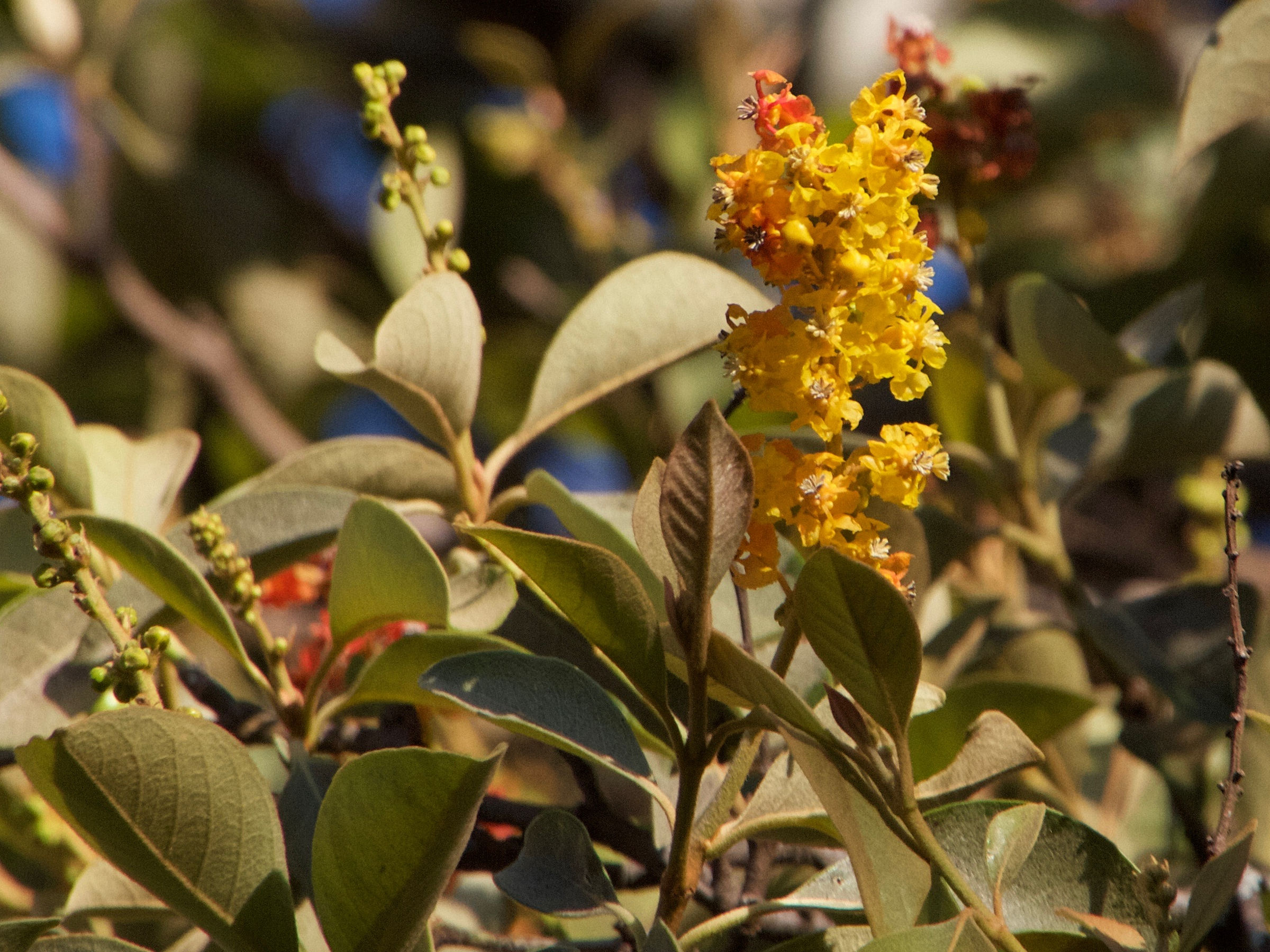 byrsonima_crassifolia2md